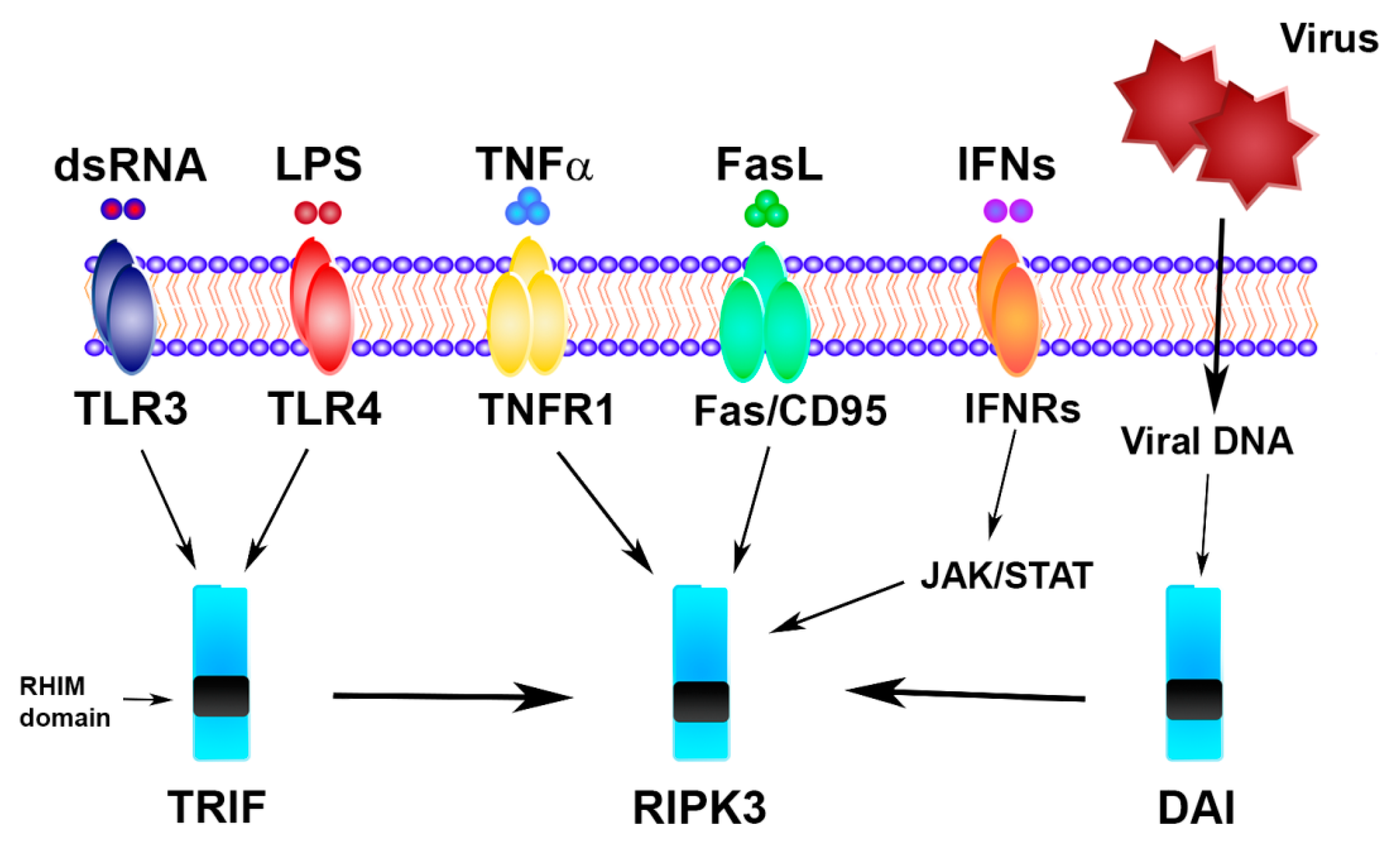 Necroptosis in Intestinal Inflammation and Cancer: New