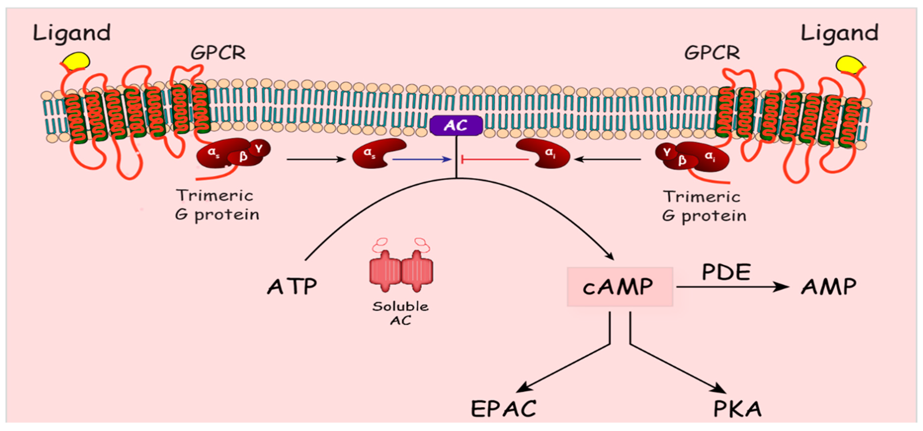 Biomolecules 10 01433 g002 Biomolecules 10 01433 g002