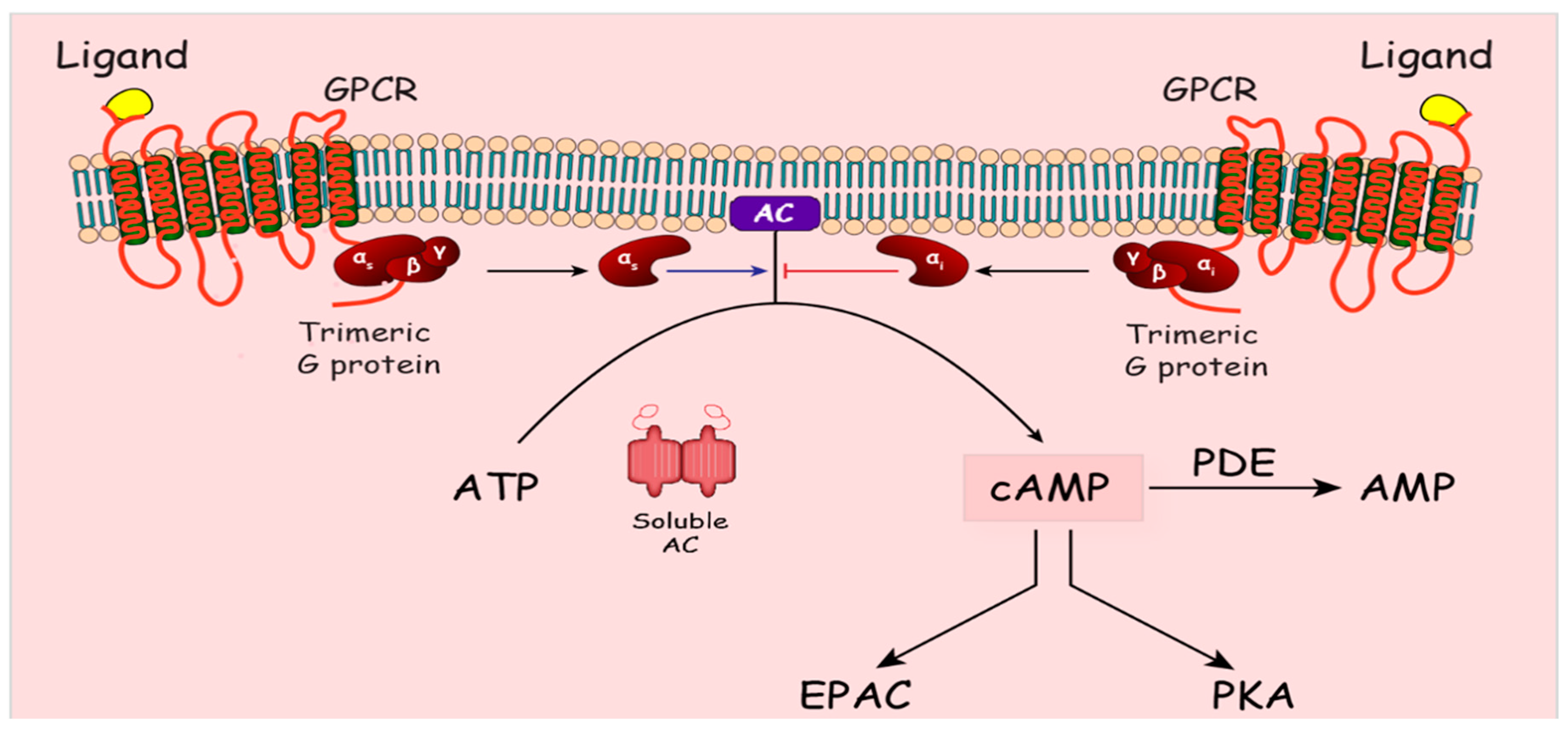 an enzyme which converts atp to cyclic amp