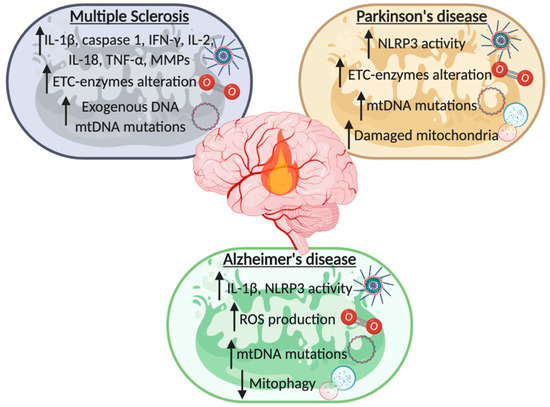 The Dichotomous Role of Inflammation in the CNS: A Mitochondrial Point ...