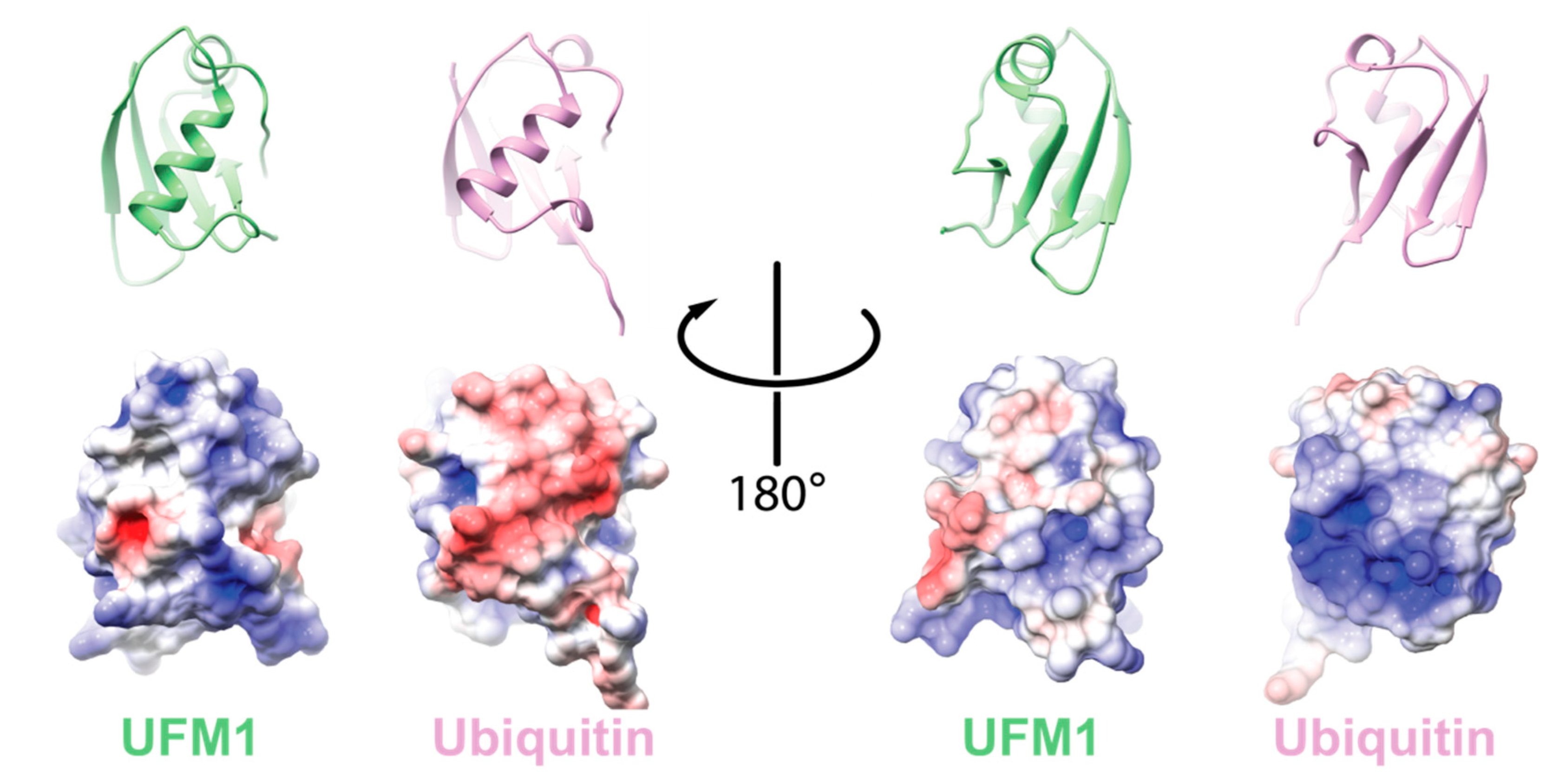 Biomolecules 10 01442 g001 Biomolecules 10 01442 g001