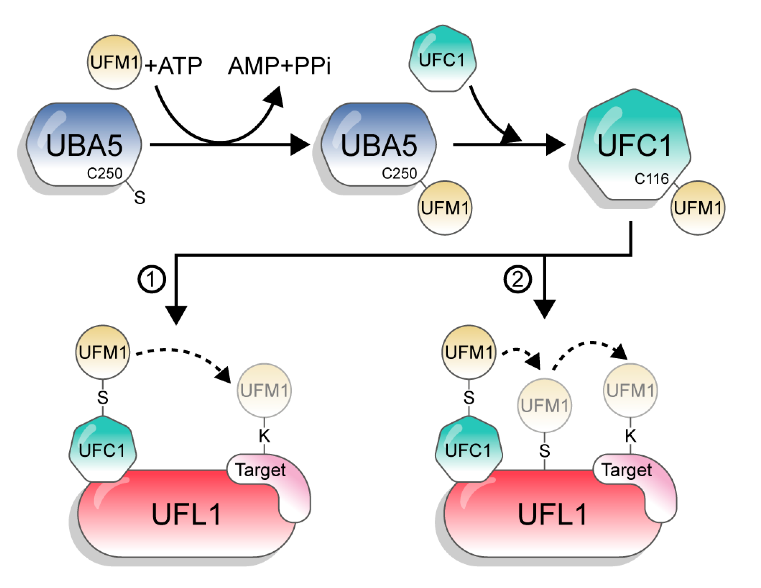 Biomolecules 10 01442 g002 Biomolecules 10 01442 g002