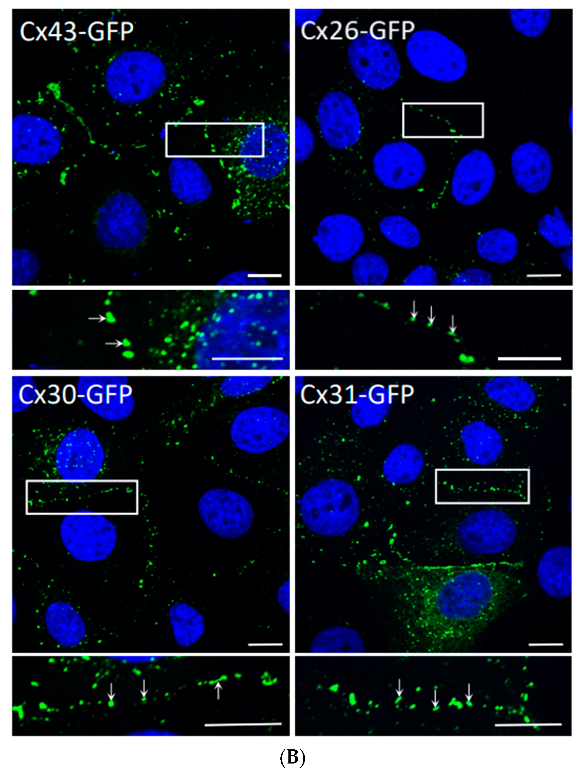 Biomolecules 10 01443 g002b