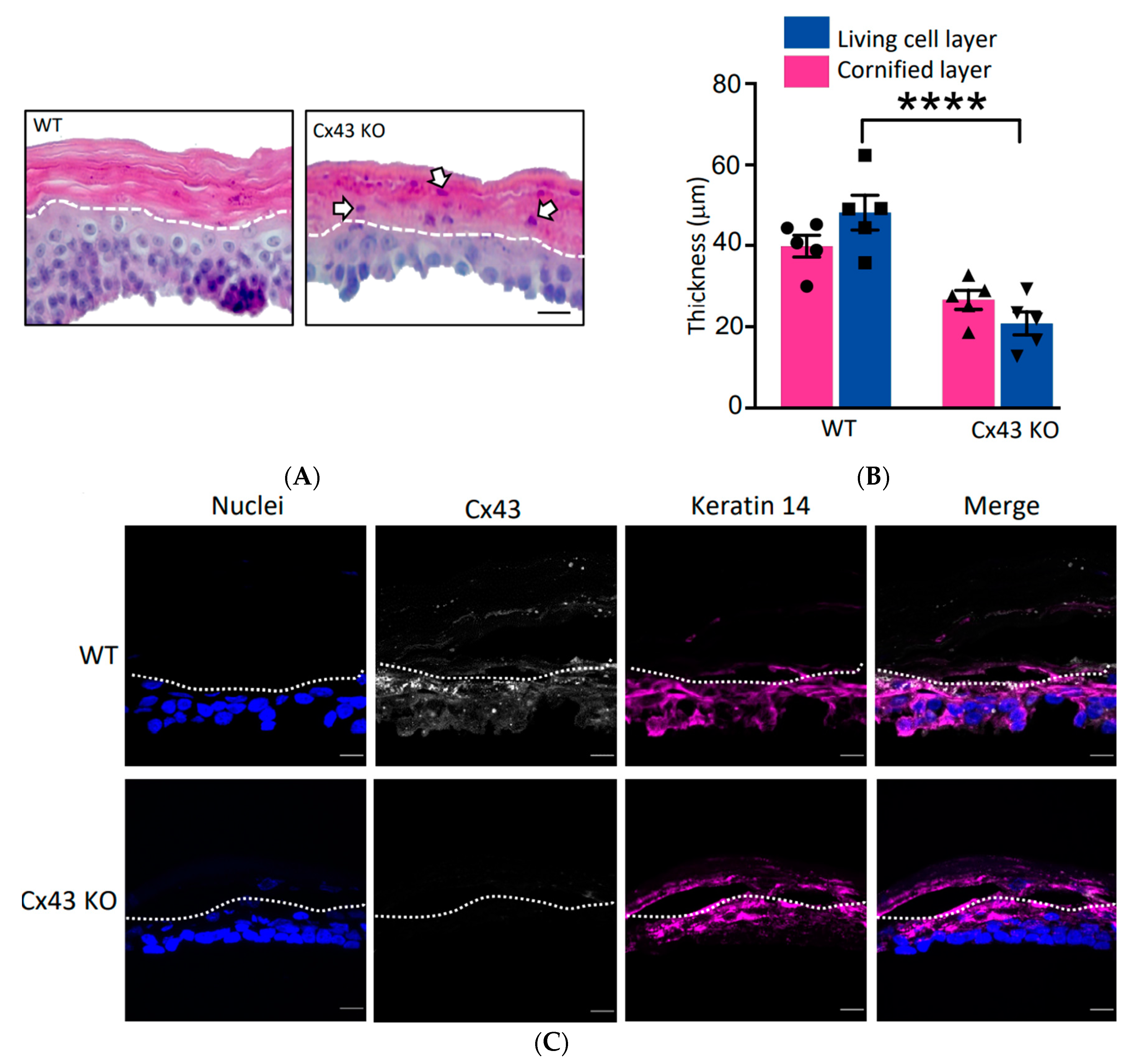 Biomolecules 10 01443 g005a