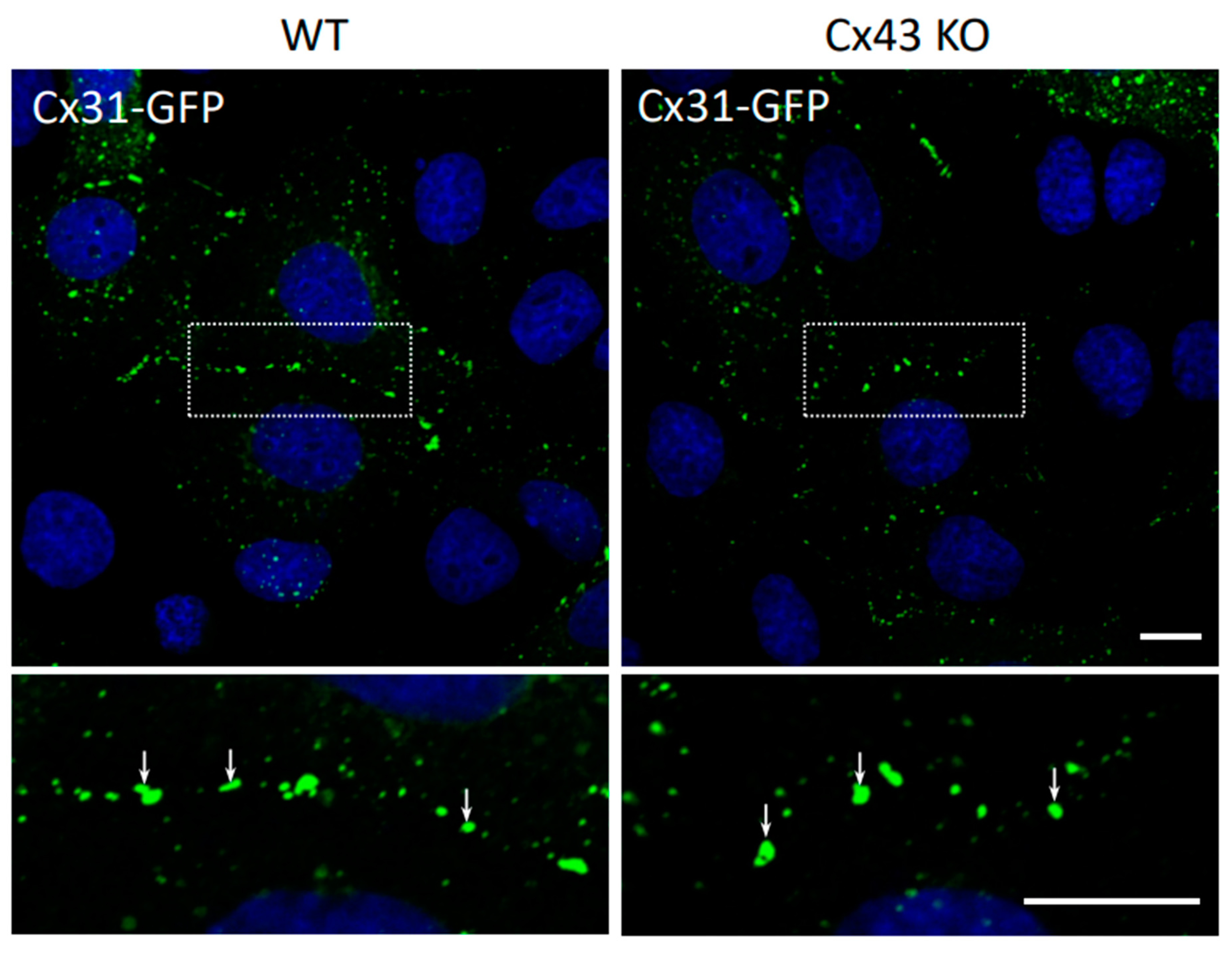 Biomolecules 10 01443 g006