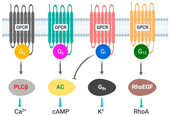Metabolic Functions of G Protein-Coupled Receptors in