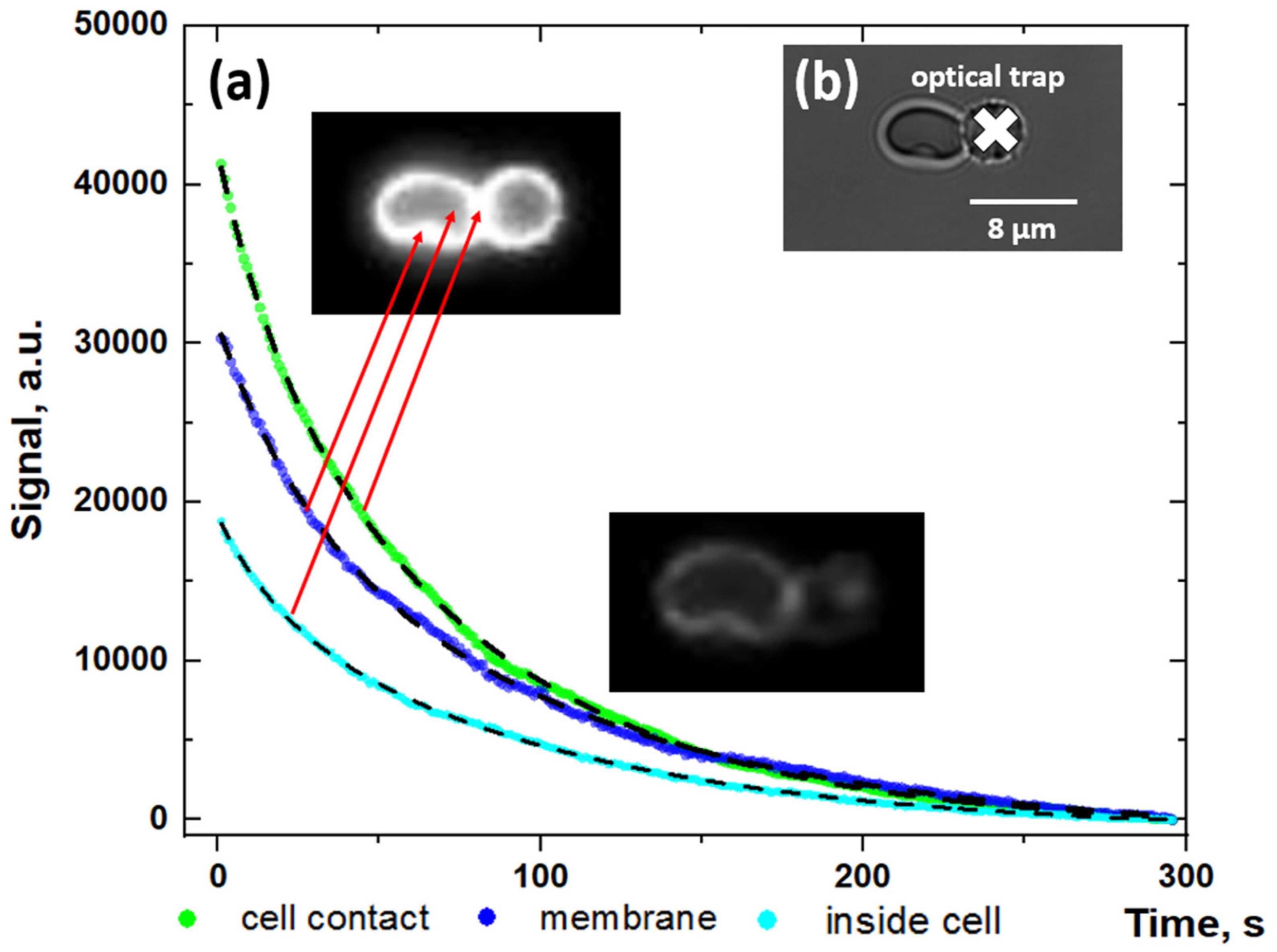 Biomolecules 10 01448 g002 Biomolecules 10 01448 g002