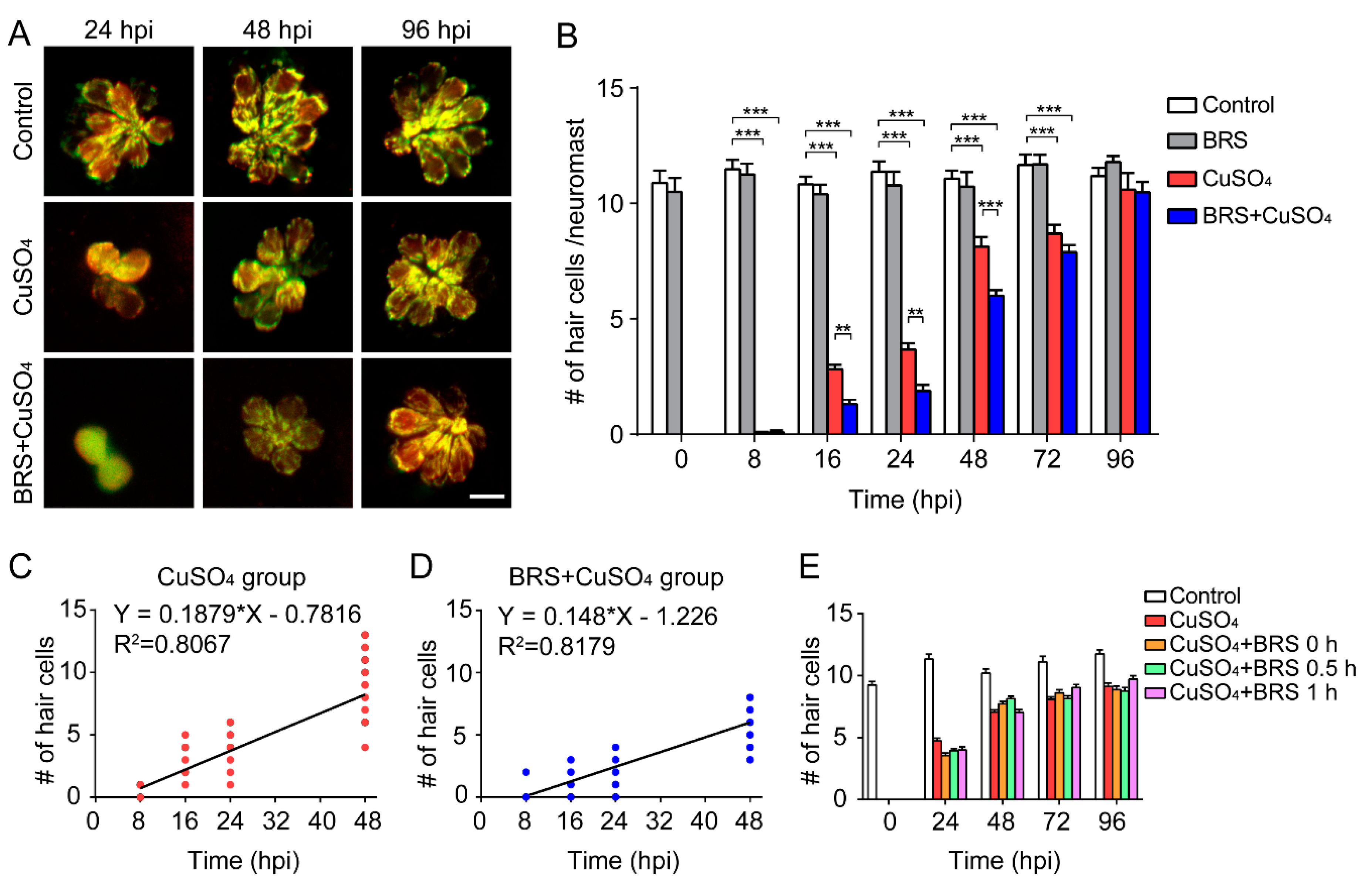 Biomolecules 10 01451 g003