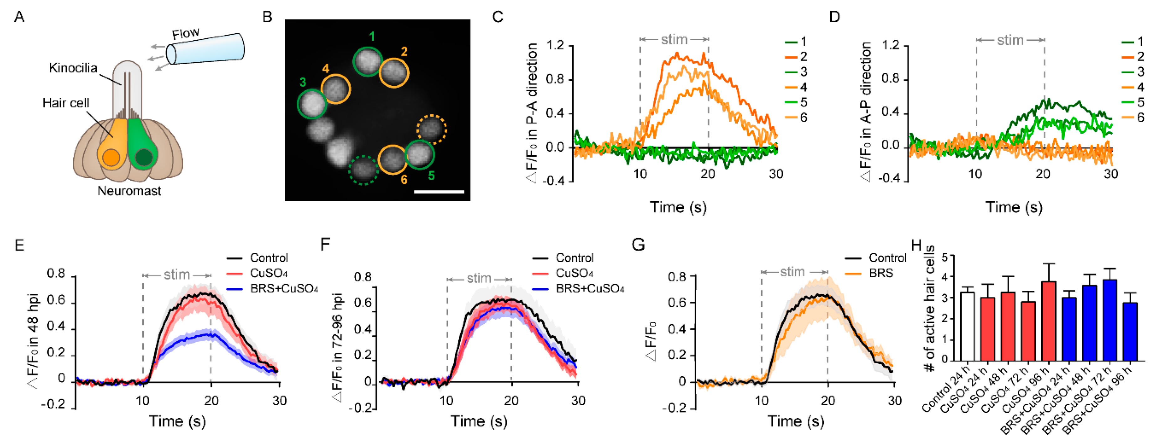 Biomolecules 10 01451 g005