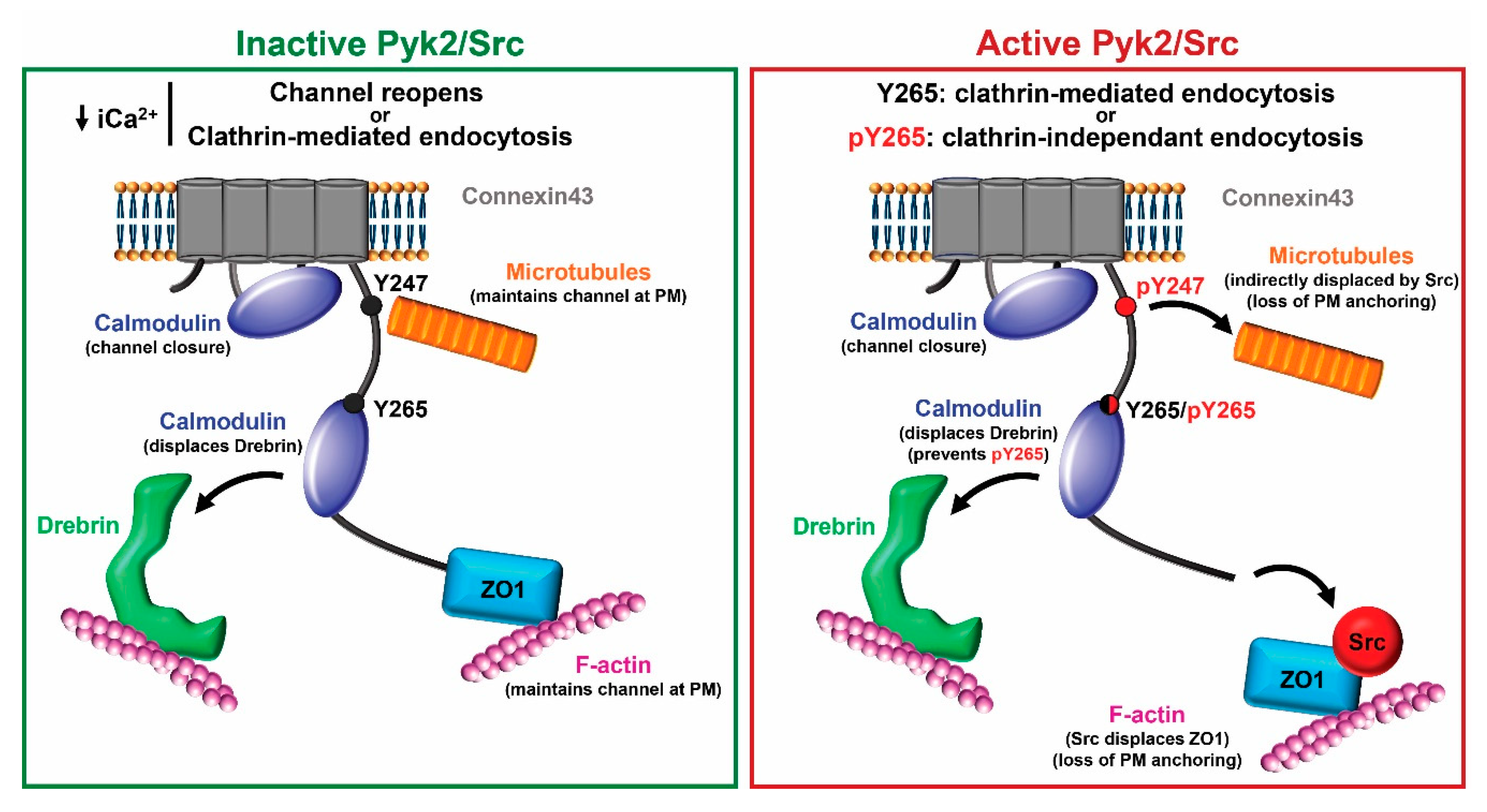 Biomolecules 10 01452 g010 Biomolecules 10 01452 g010