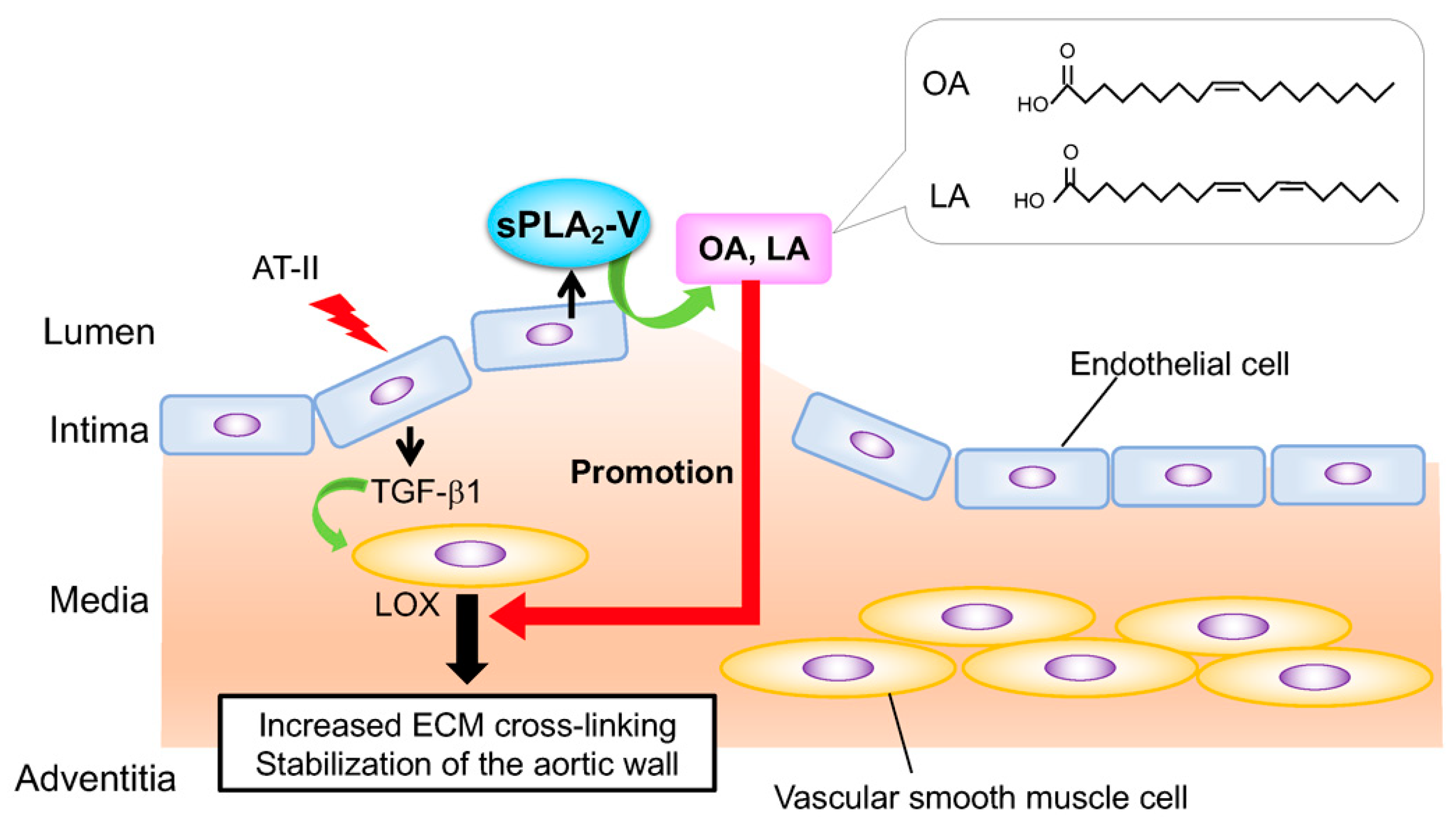 Biomolecules 10 01457 g003 Biomolecules 10 01457 g003