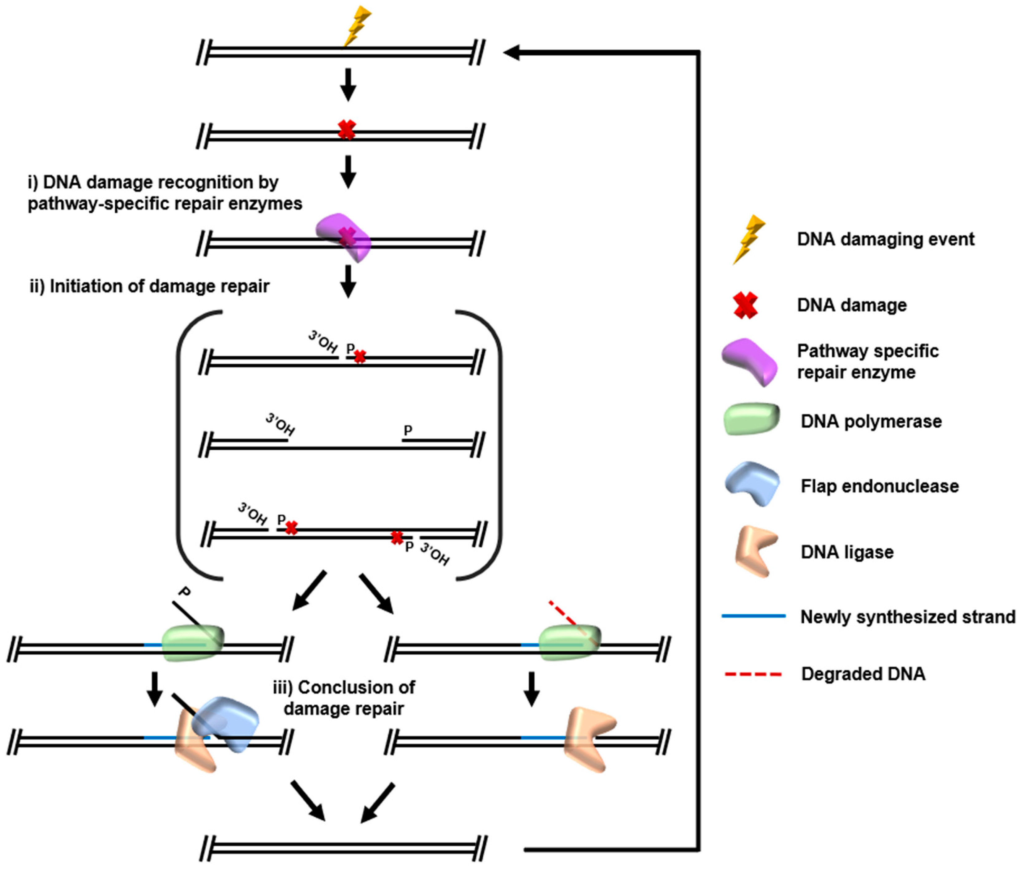 Biomolecules 10 01472 g002