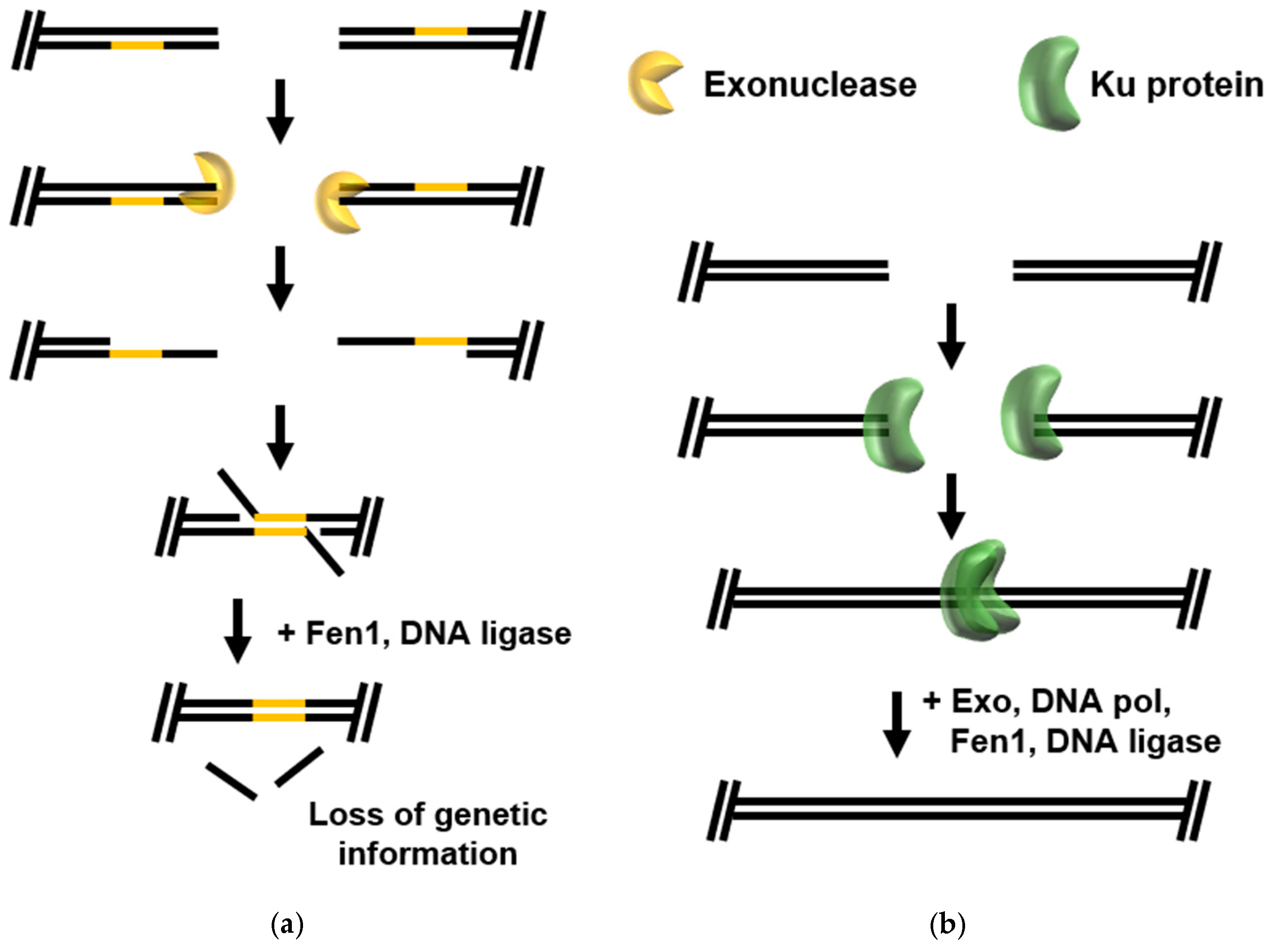 Biomolecules 10 01472 g003