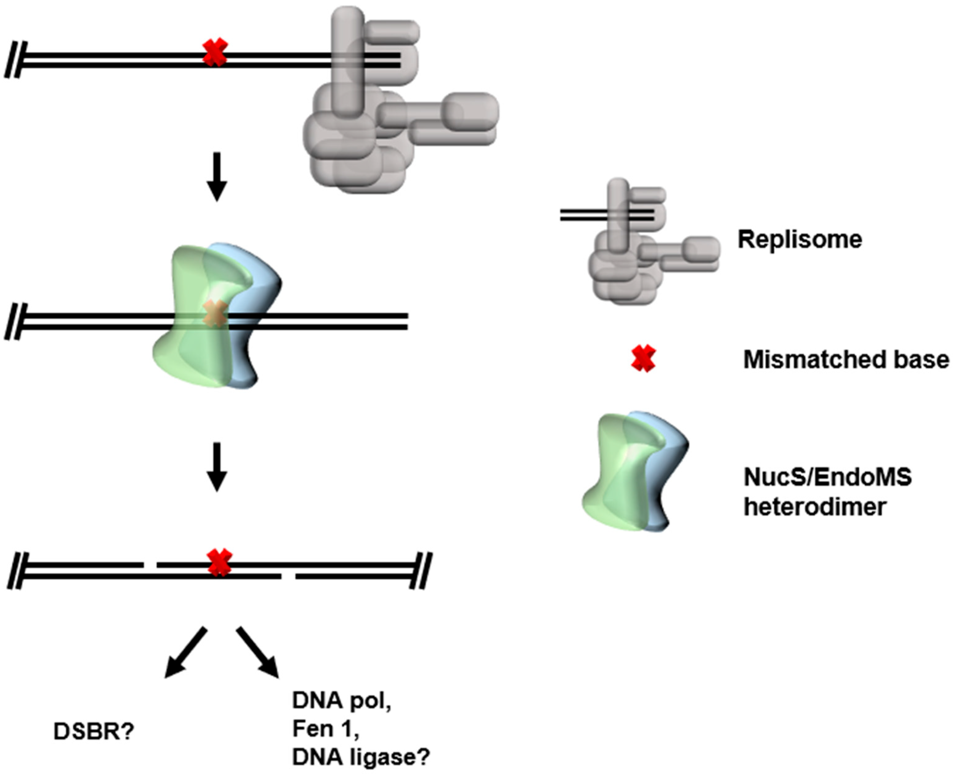 Biomolecules 10 01472 g005