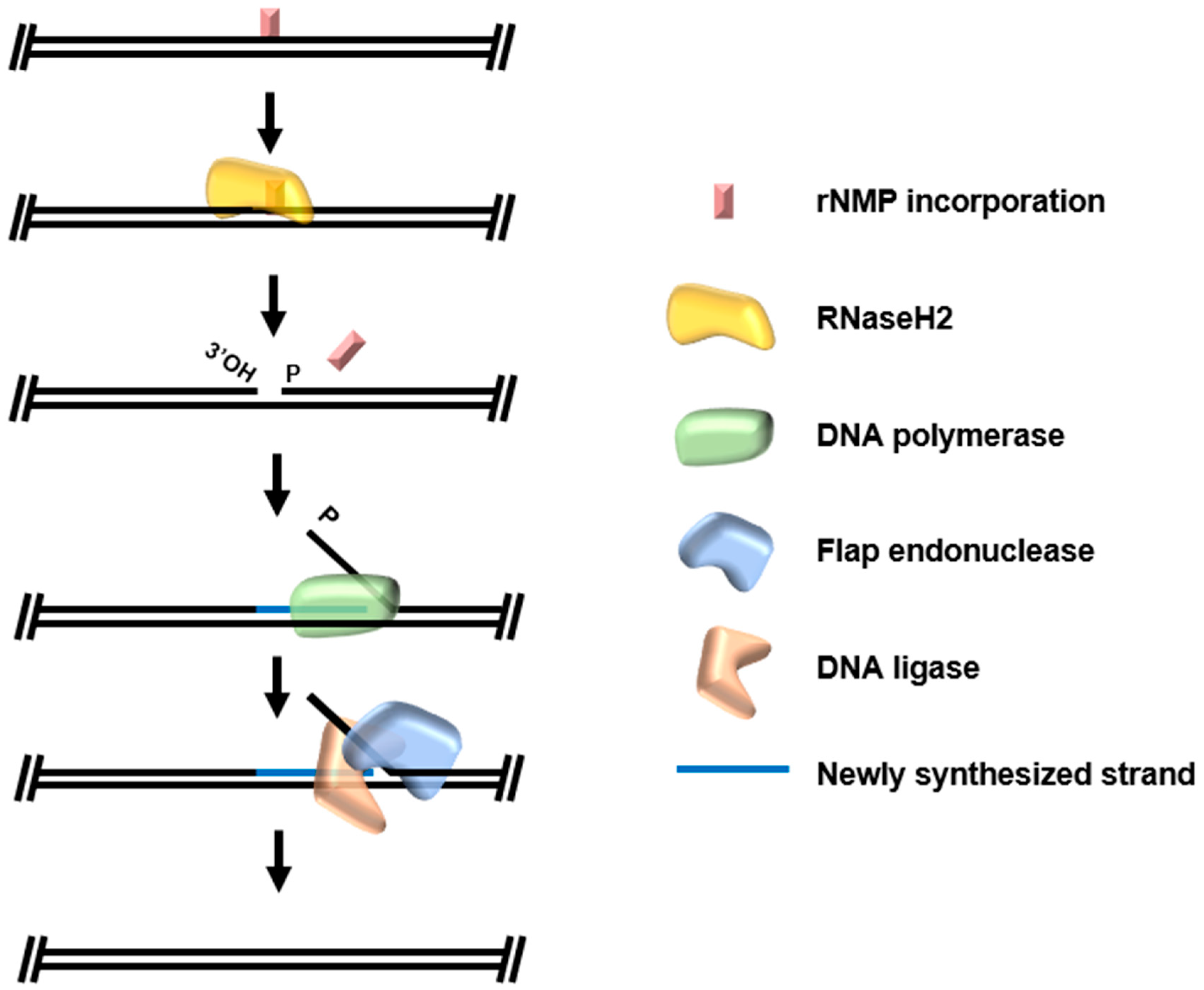 Biomolecules 10 01472 g006