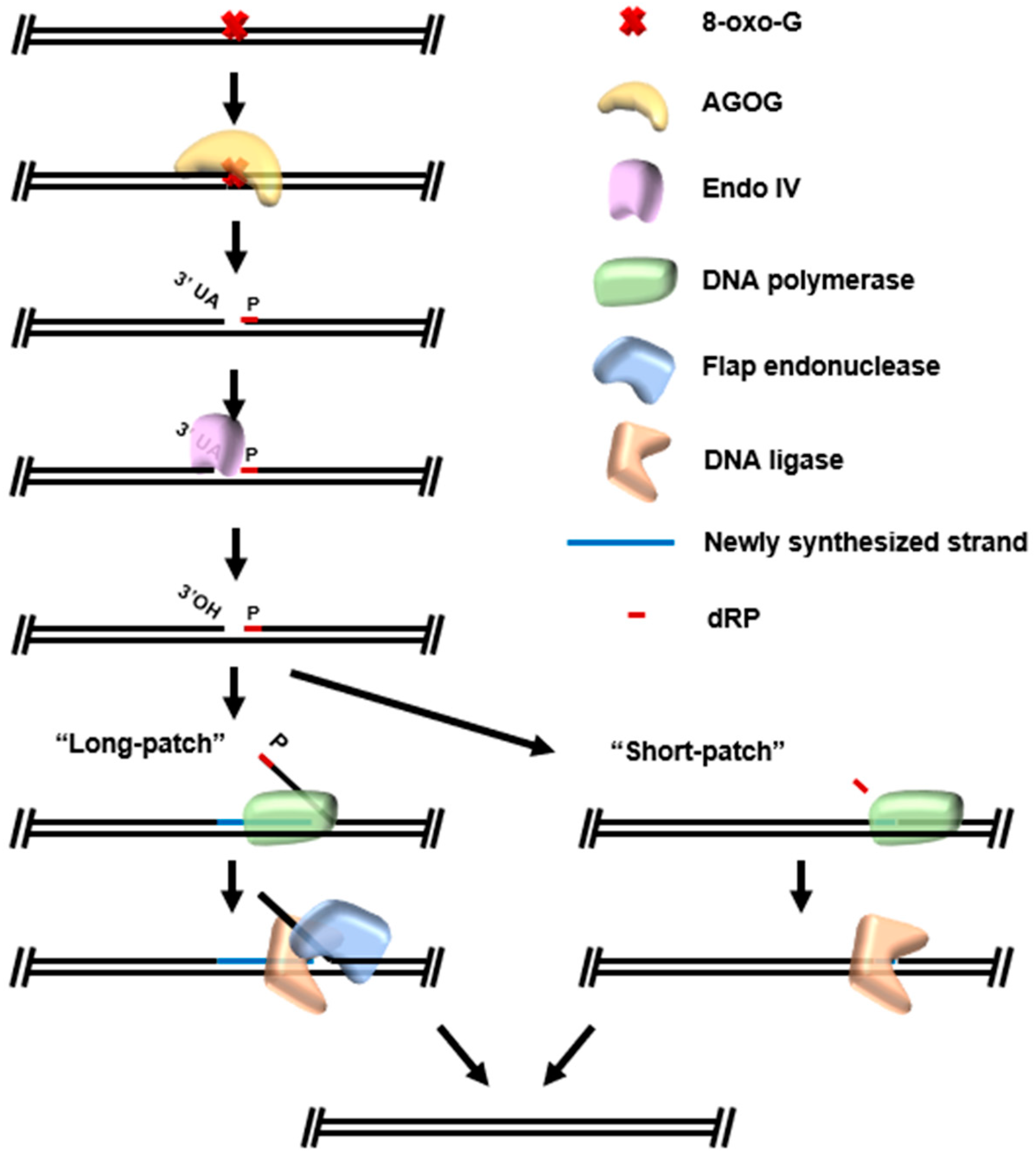 Biomolecules 10 01472 g007
