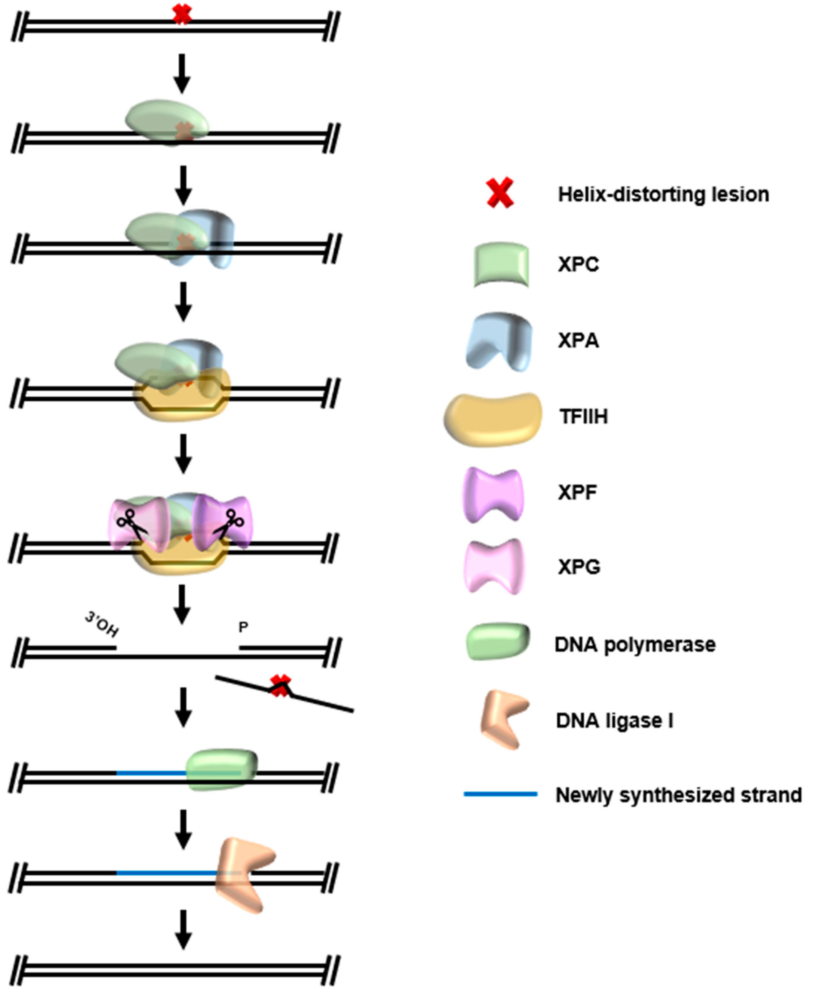 Biomolecules 10 01472 g008