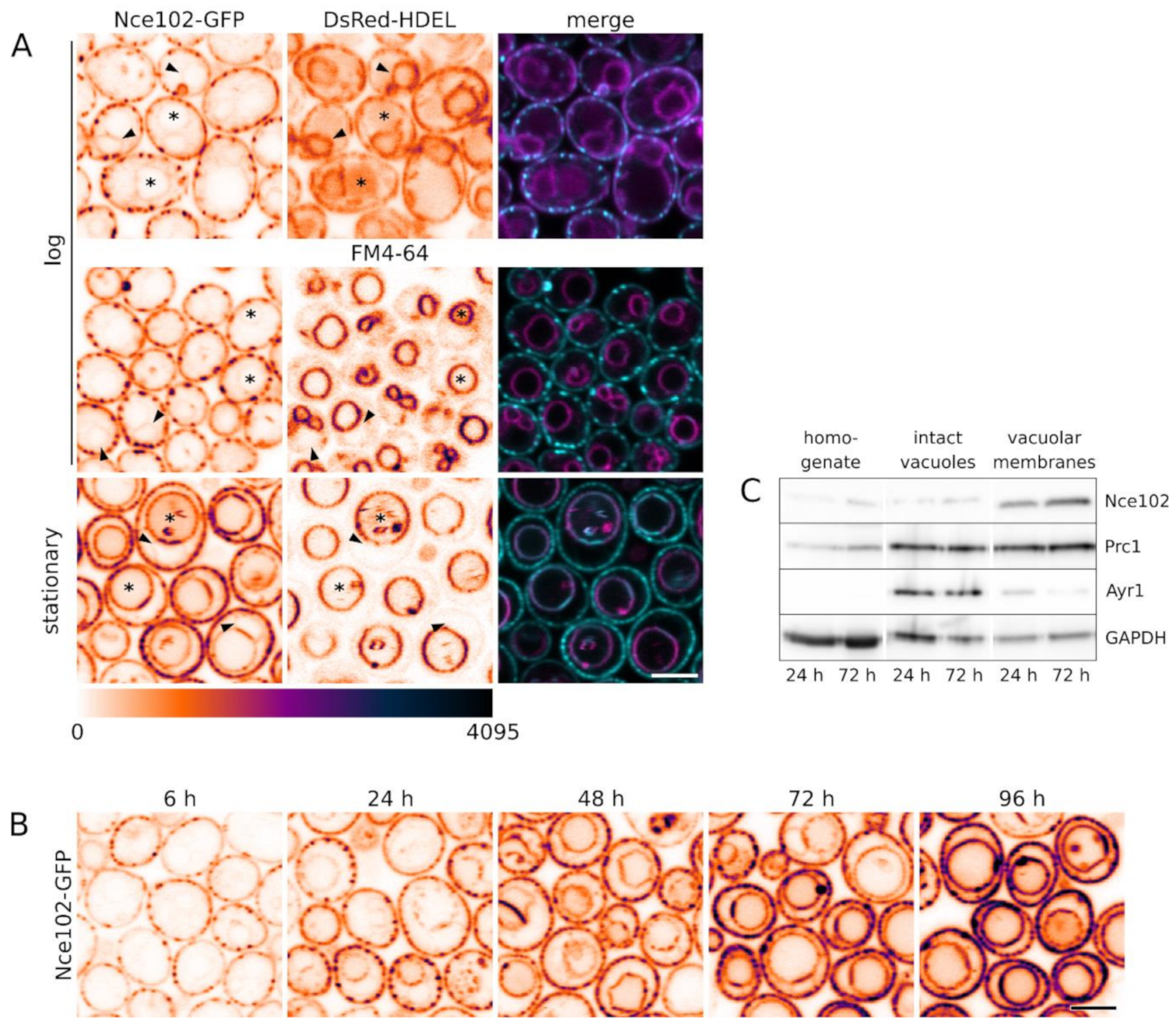 Biomolecules 10 01476 g001 Biomolecules 10 01476 g001