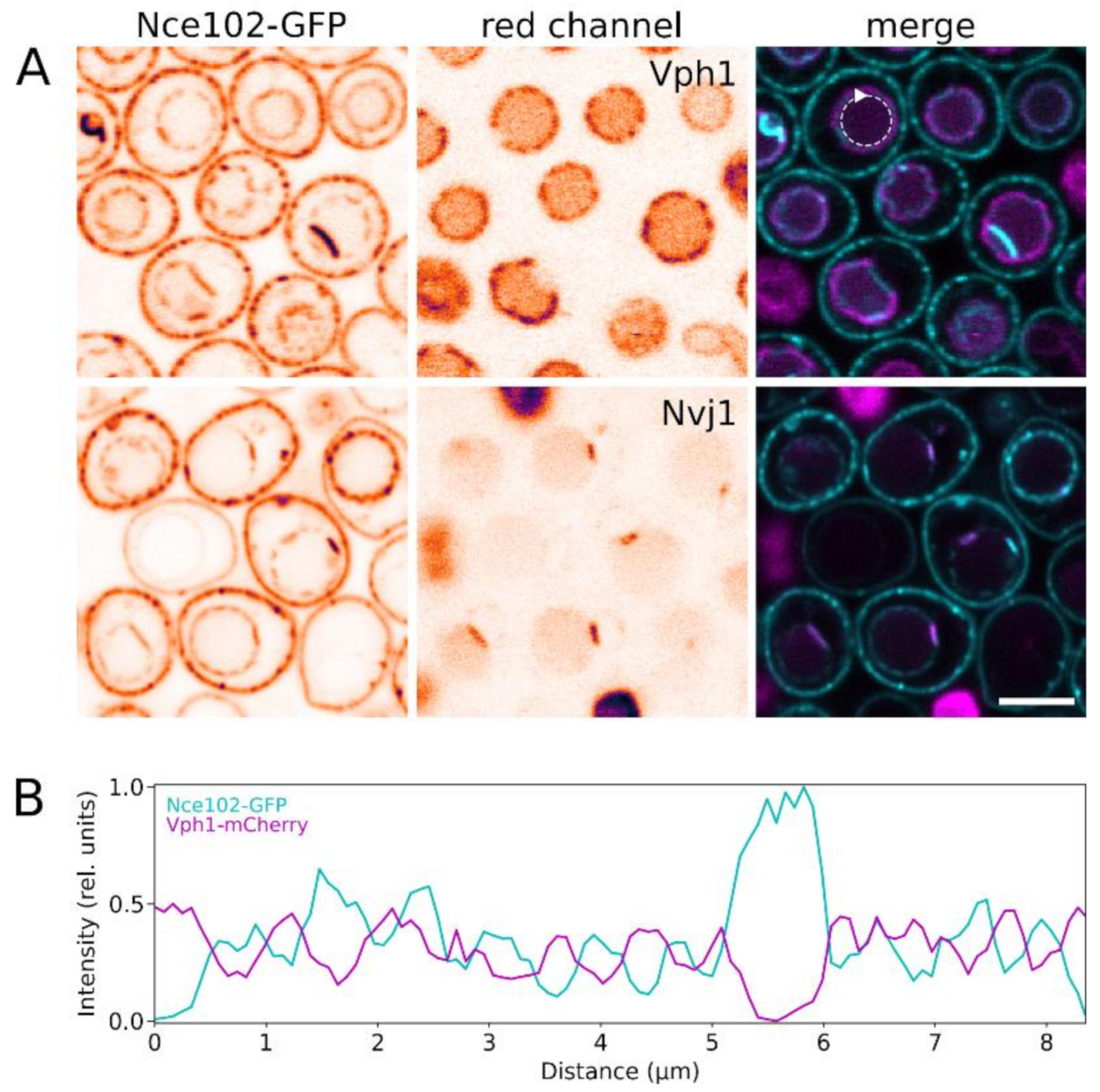 Biomolecules 10 01476 g003 Biomolecules 10 01476 g003