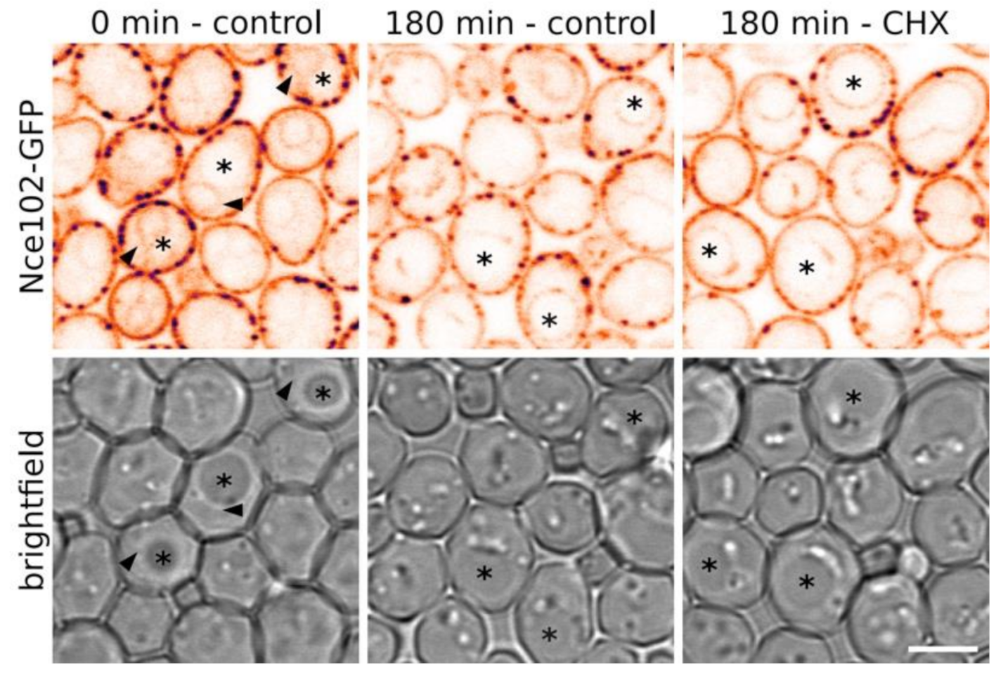 Biomolecules 10 01476 g004 Biomolecules 10 01476 g004