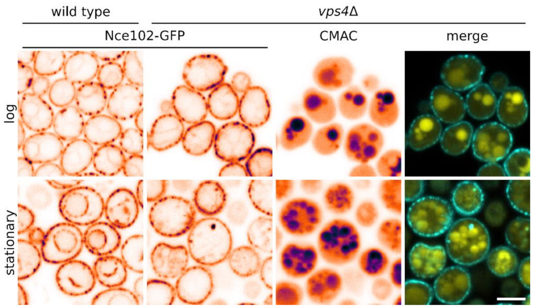 Biomolecules 10 01476 g005 Biomolecules 10 01476 g005