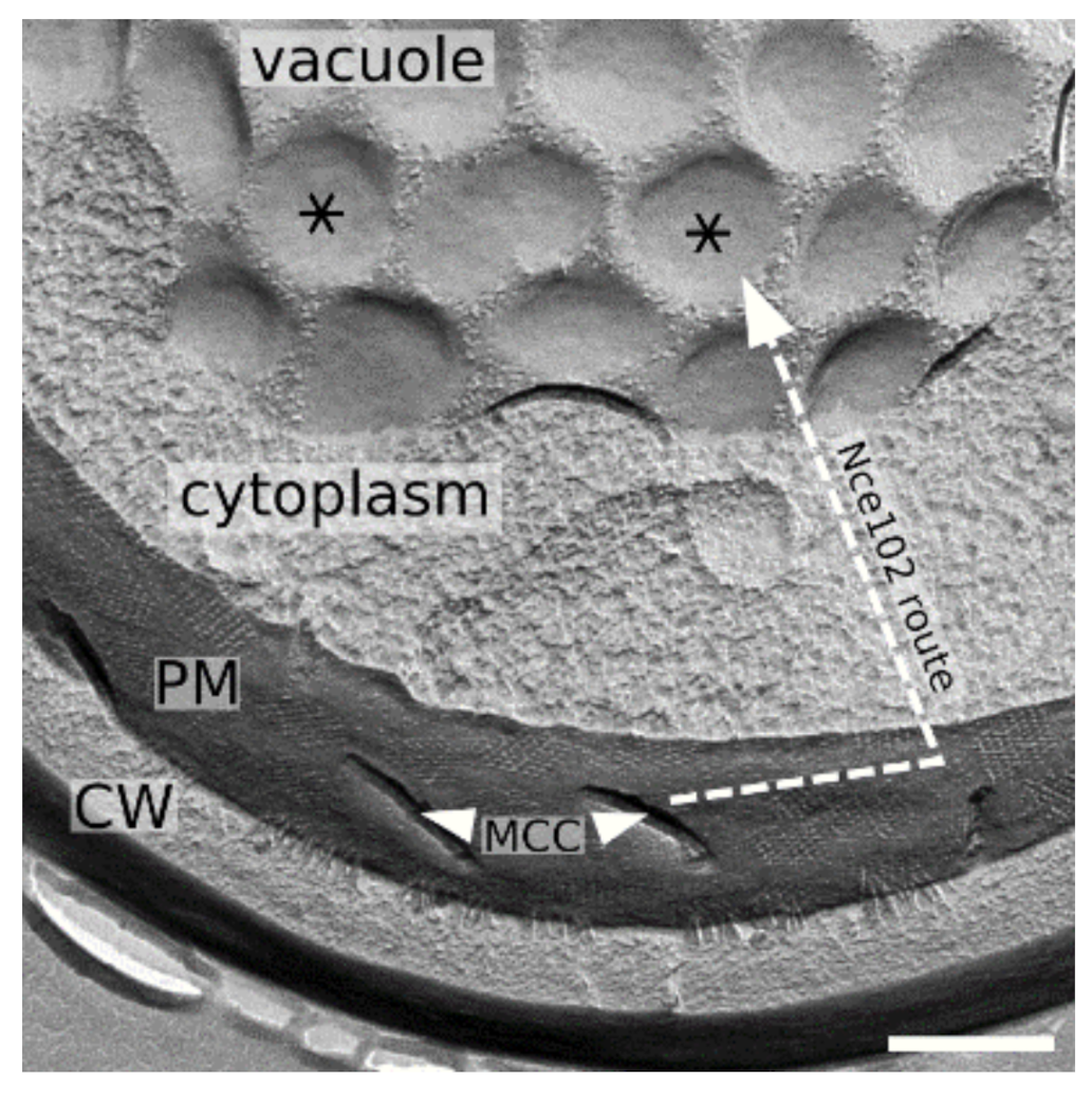 Biomolecules 10 01476 g009 Biomolecules 10 01476 g009