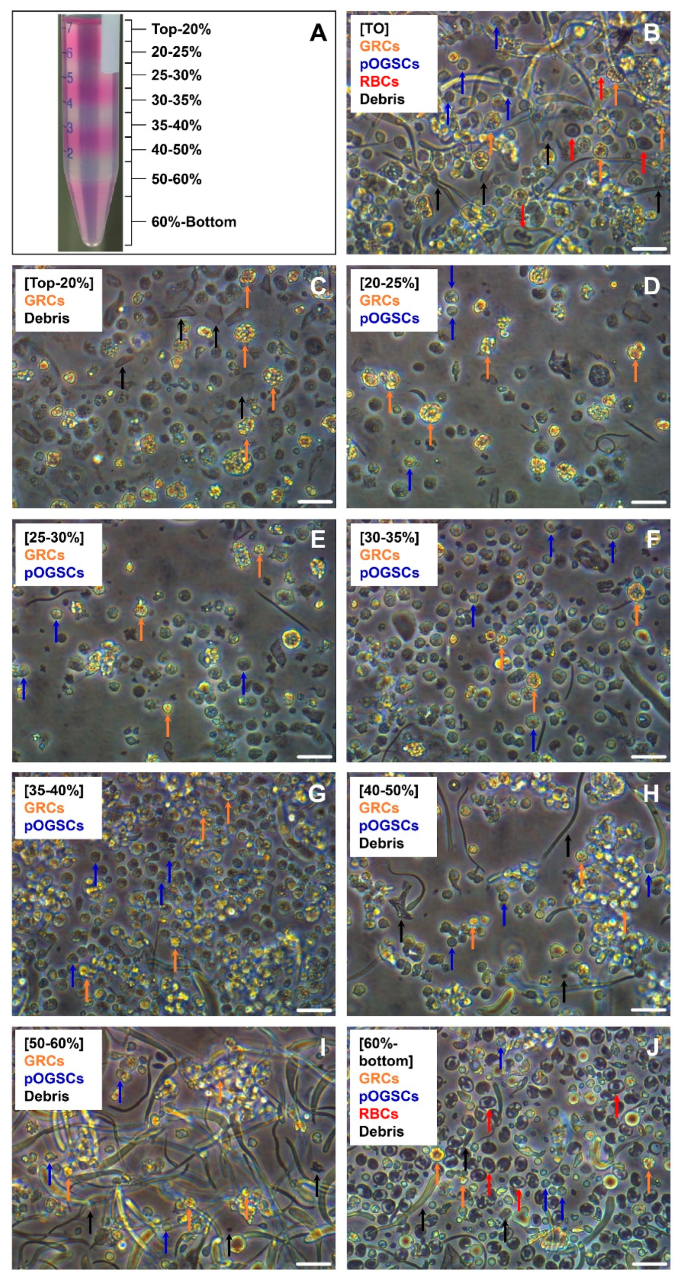Biomolecules 10 01477 g001