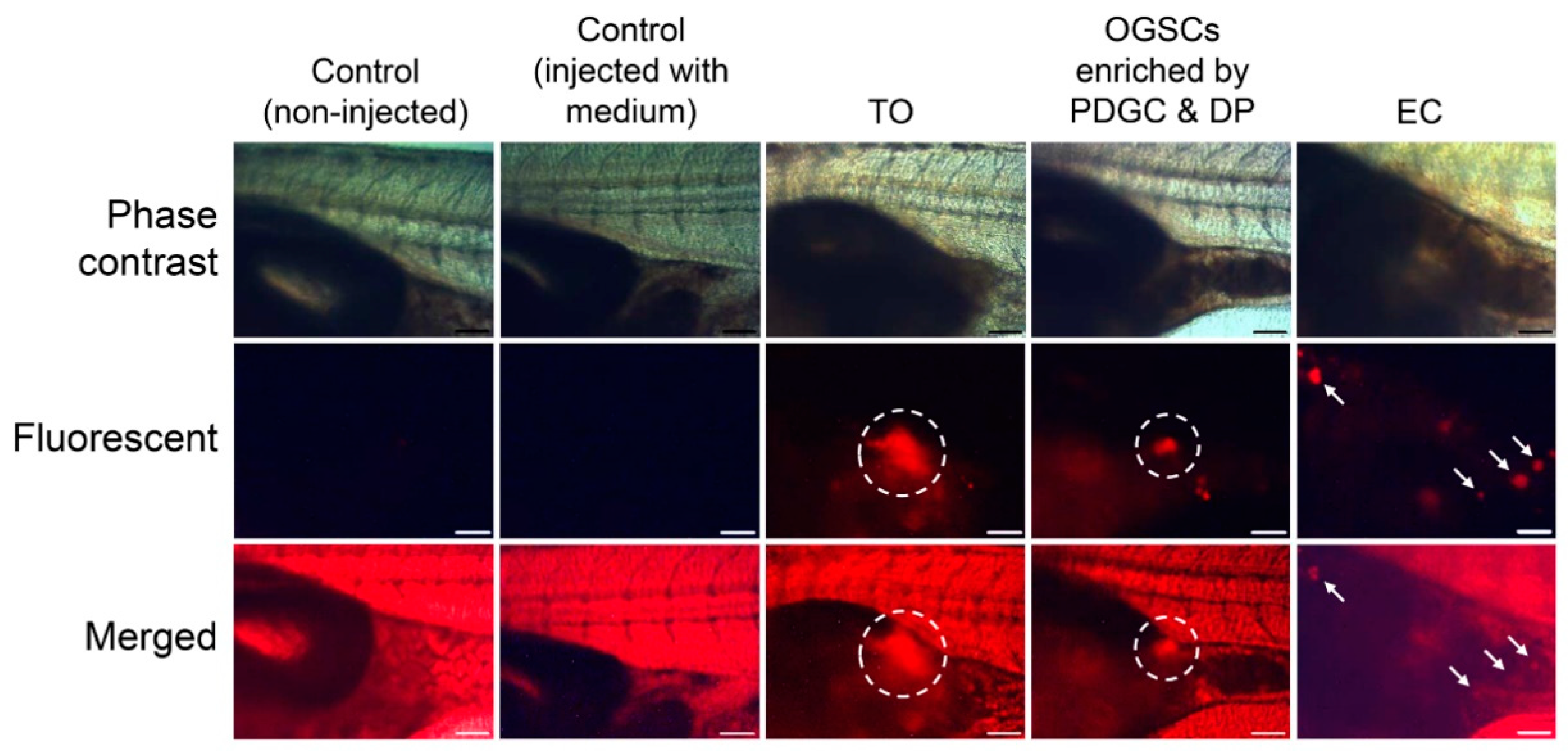 Biomolecules 10 01477 g006