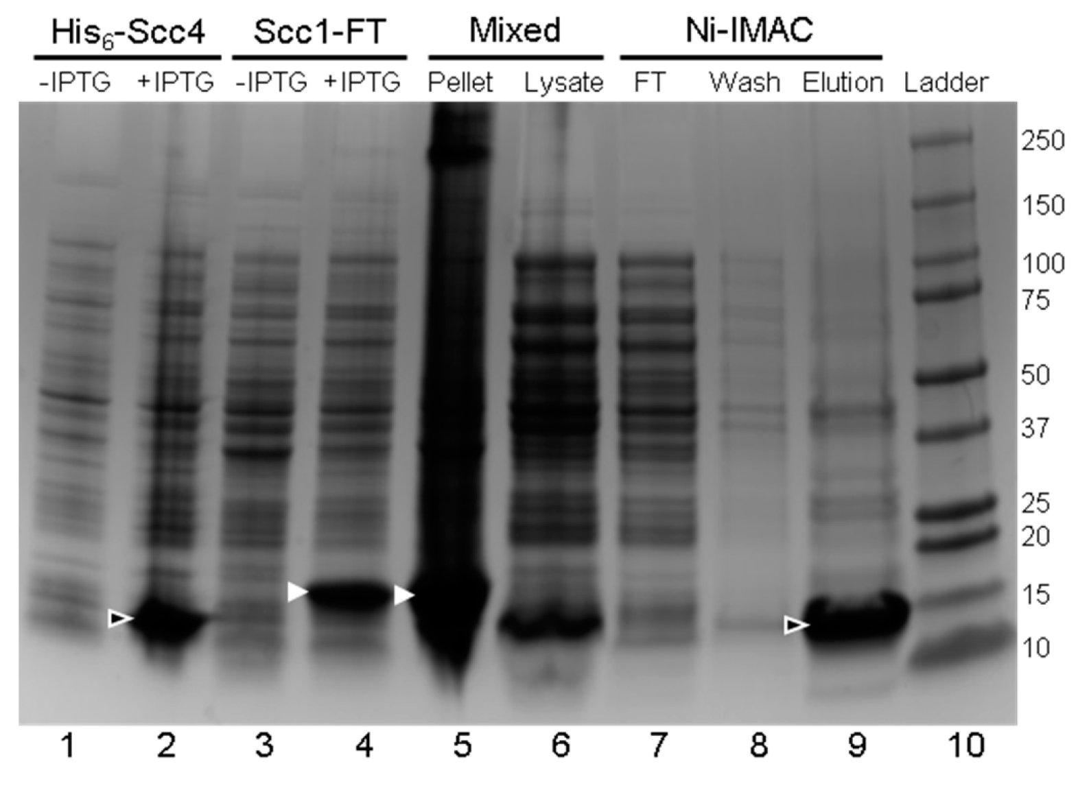 Biomolecules 10 01480 g0a1 Biomolecules 10 01480 g0a1