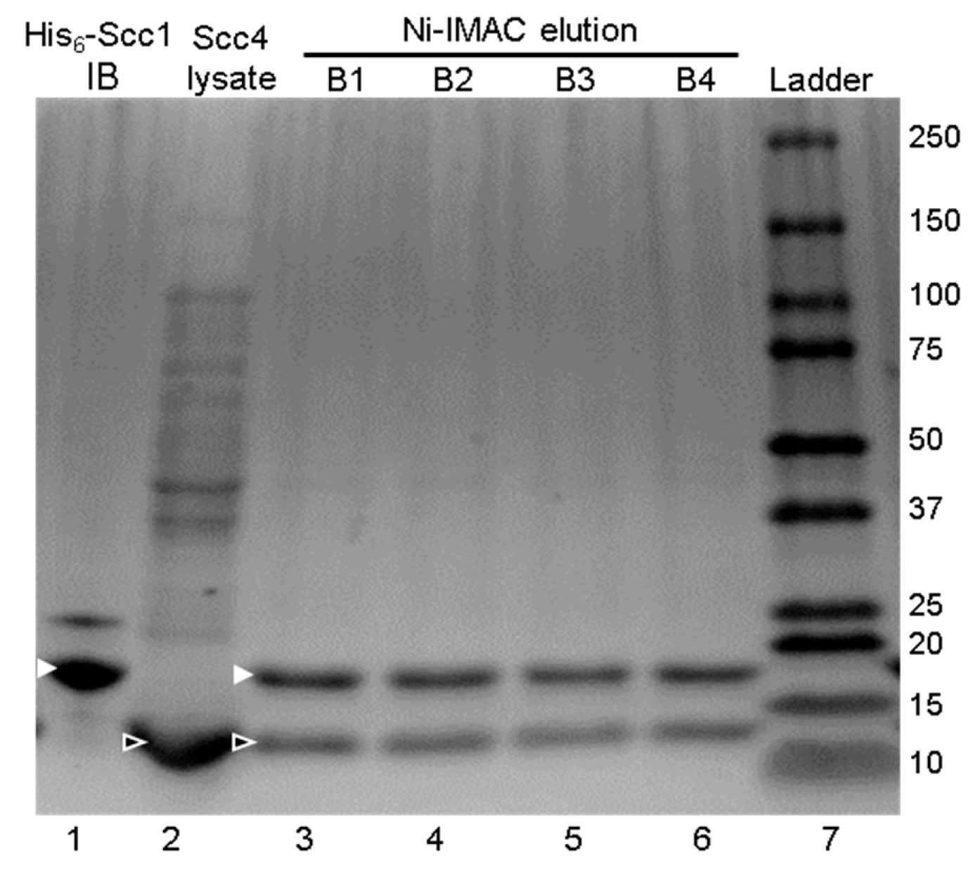 Biomolecules 10 01480 g0a2 Biomolecules 10 01480 g0a2