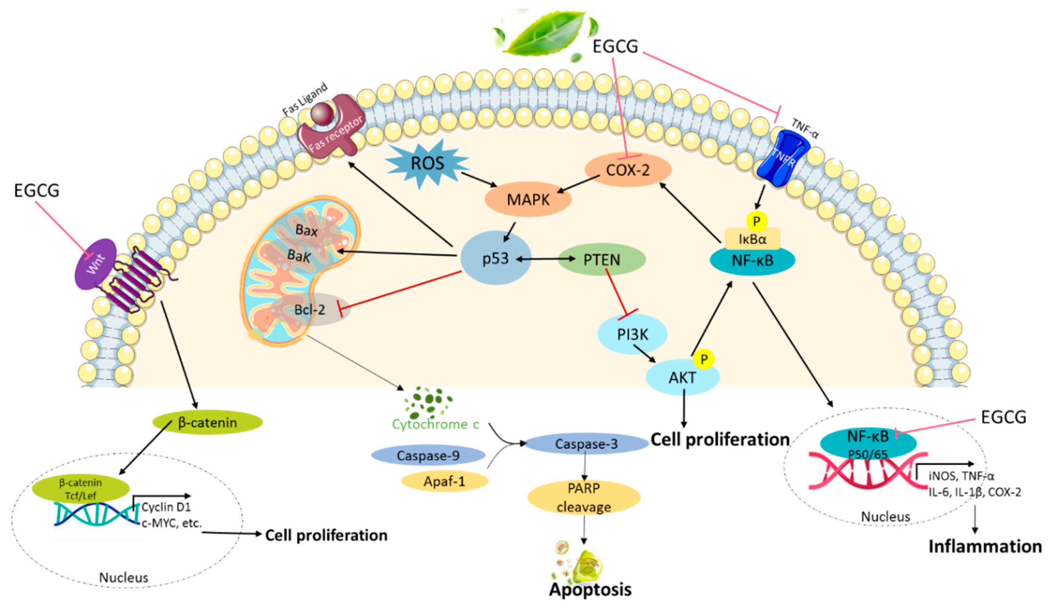 Biomolecules 10 01481 g001