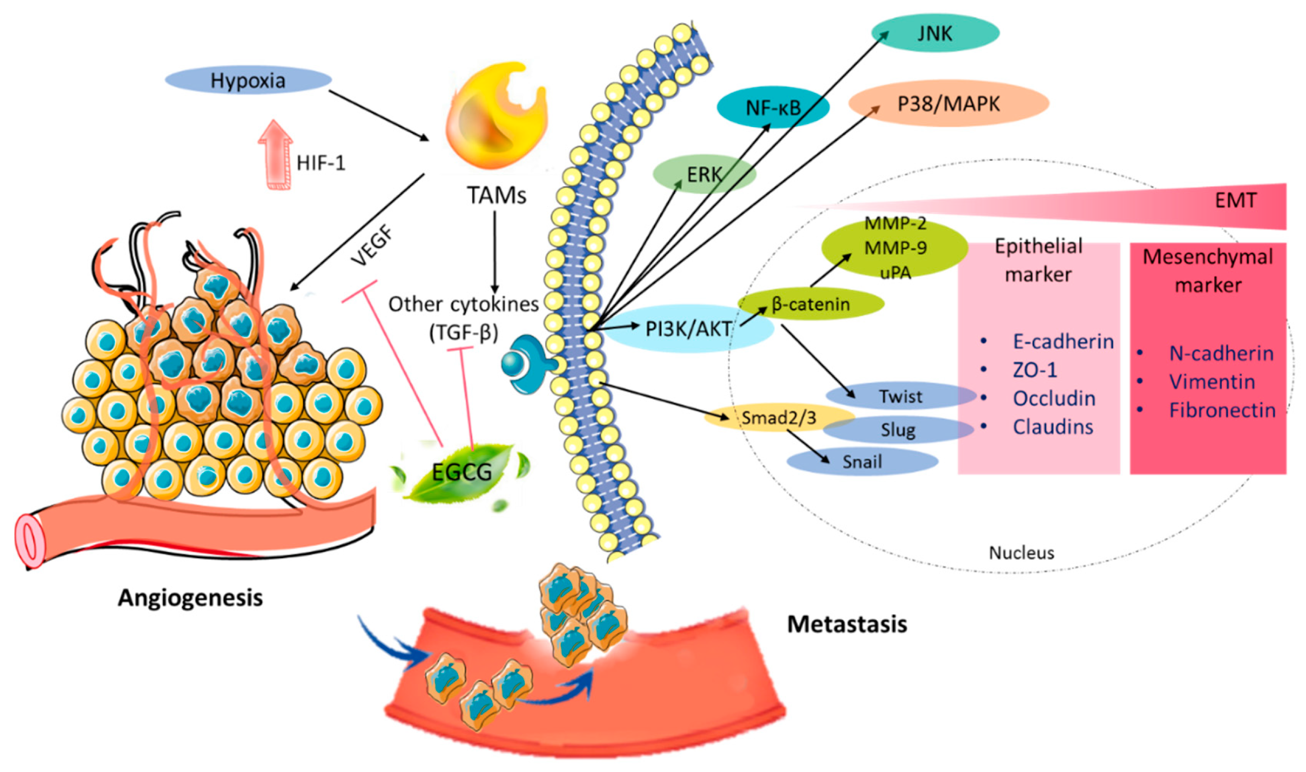 Biomolecules 10 01481 g002