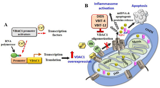 VDAC1 at the Intersection of Cell Metabolism, Apoptosis, and