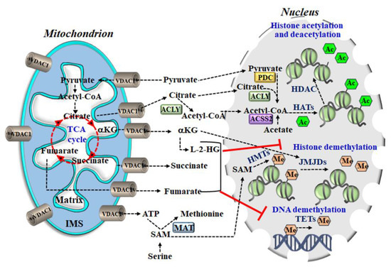 VDAC1 at the Intersection of Cell Metabolism, Apoptosis, and