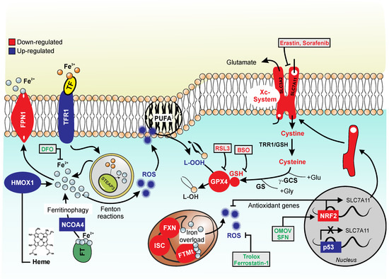 Biomolecules 10 01489 g001 550