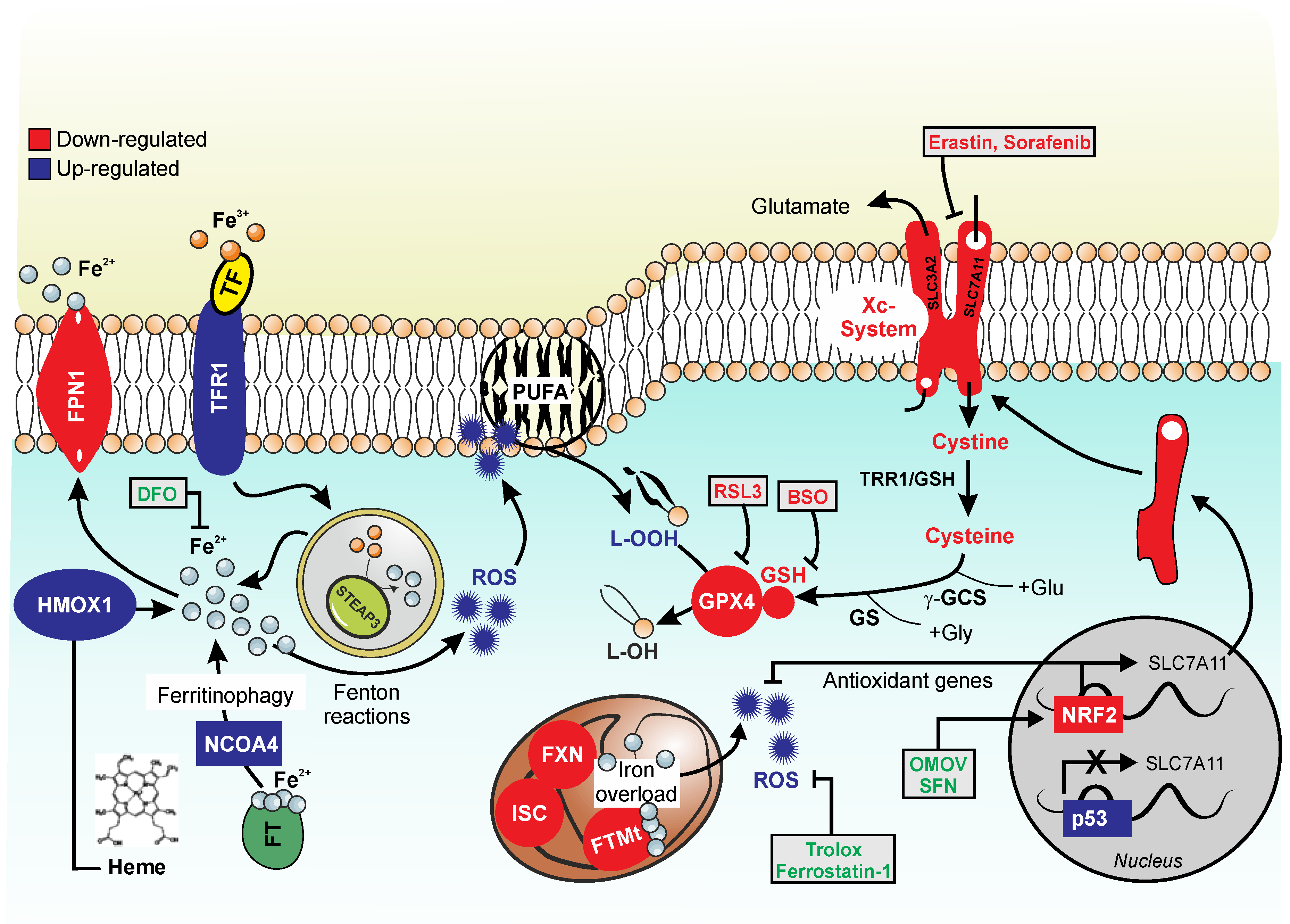 Biomolecules 10 01489 g001