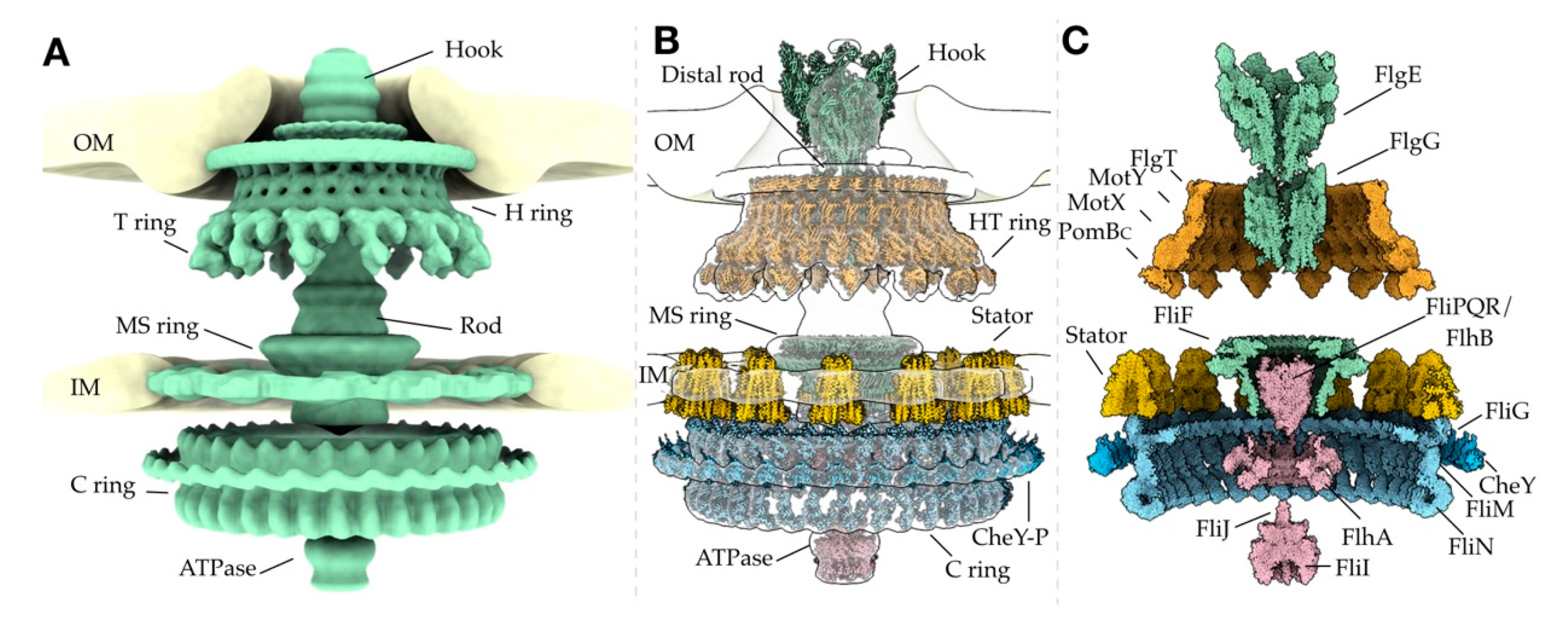 Biomolecules Free Full Text Structural Conservation And Adaptation Of The Bacterial Flagella Motor
