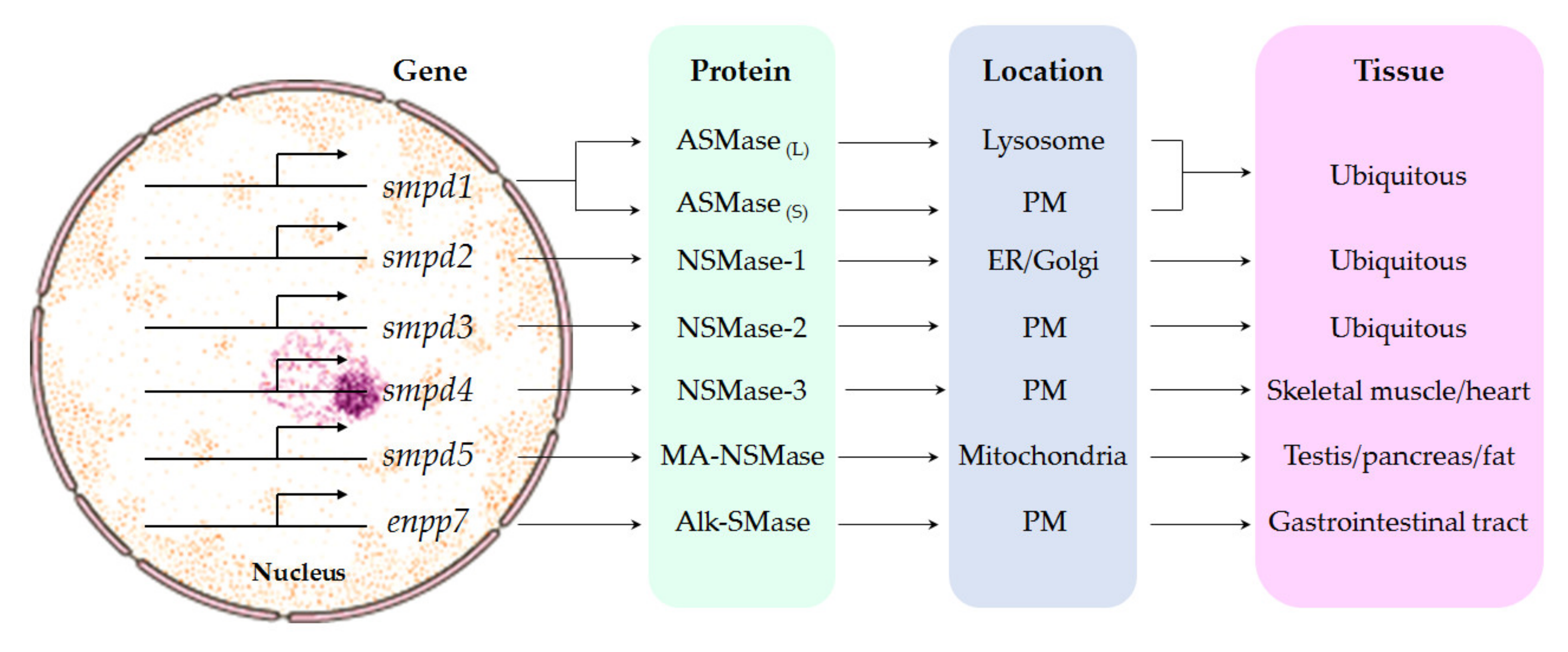Biomolecules 10 01497 g002