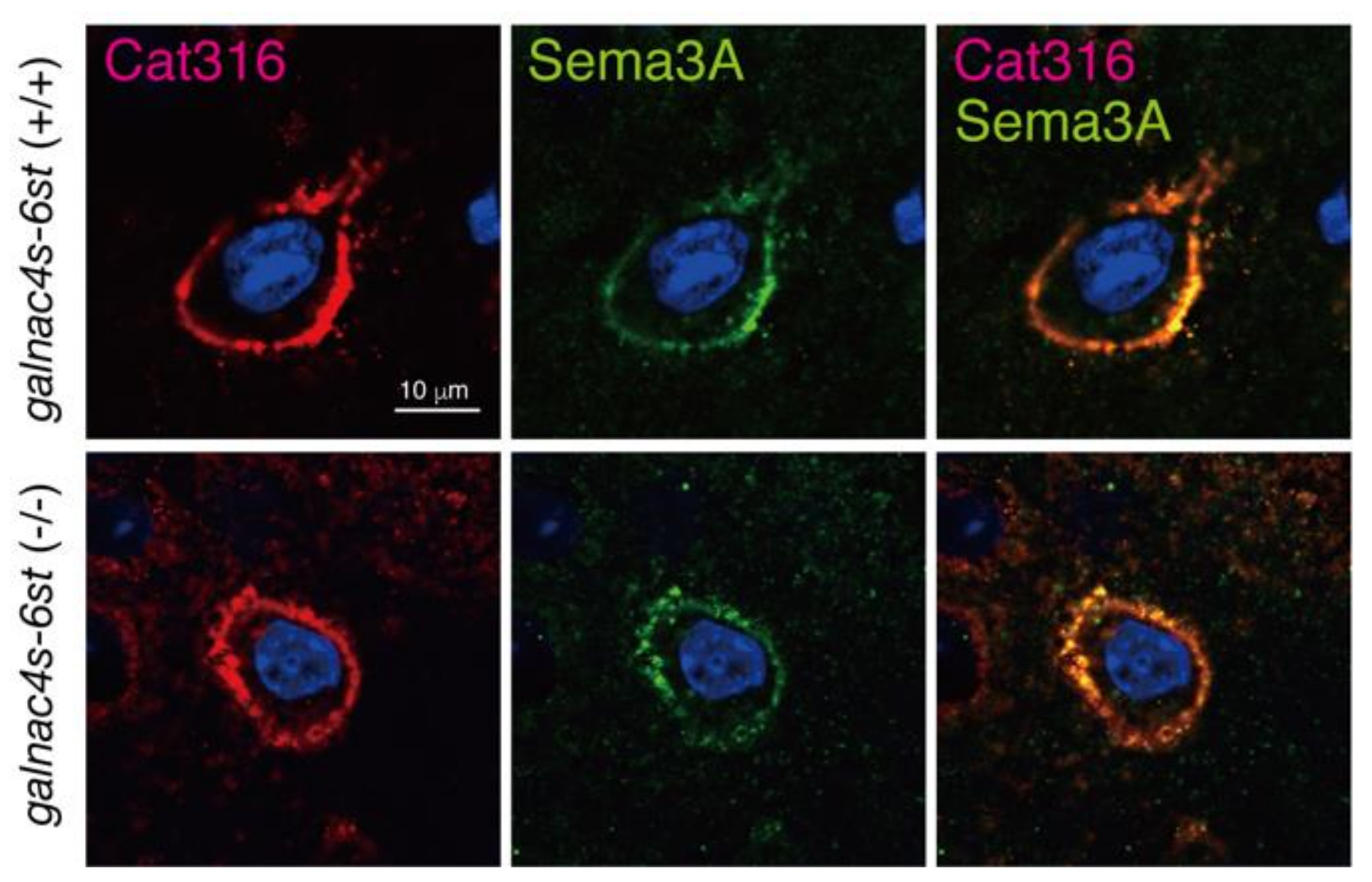 Biomolecules 10 01499 g005 Biomolecules 10 01499 g005