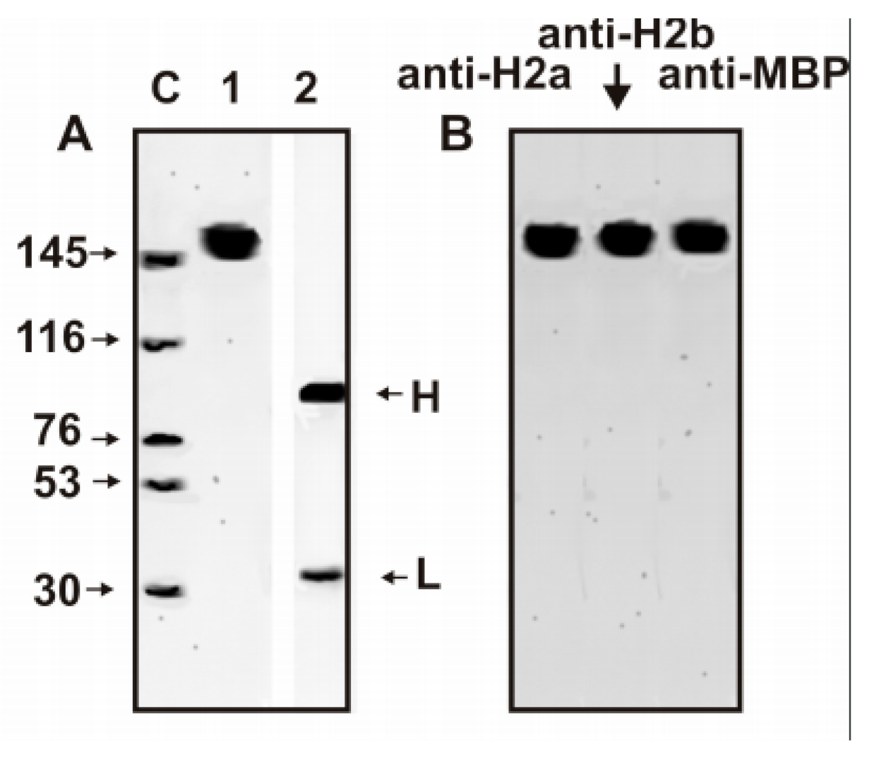 Biomolecules Free FullText HIVInfected Patients