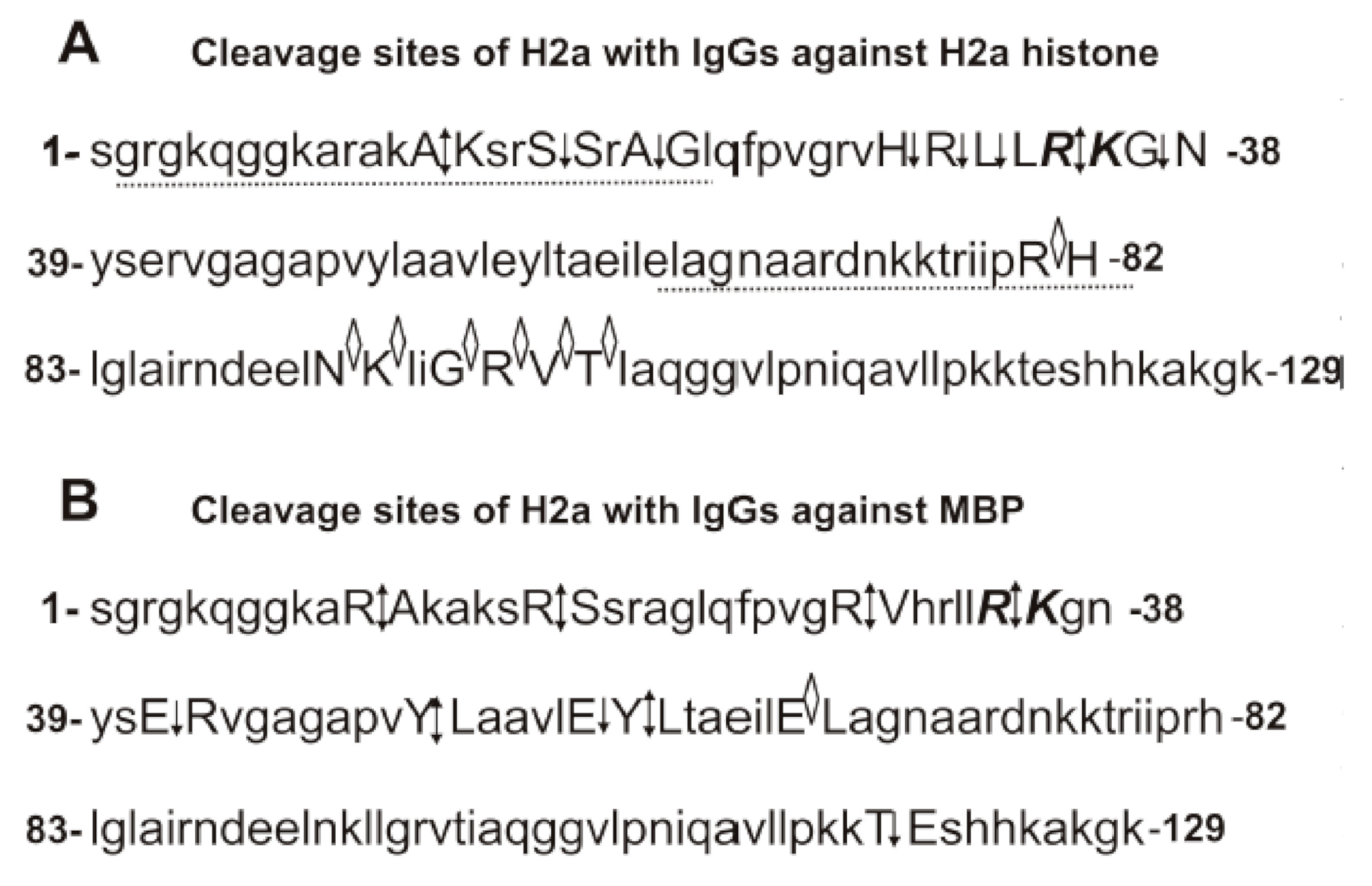 Biomolecules 10 01501 g004