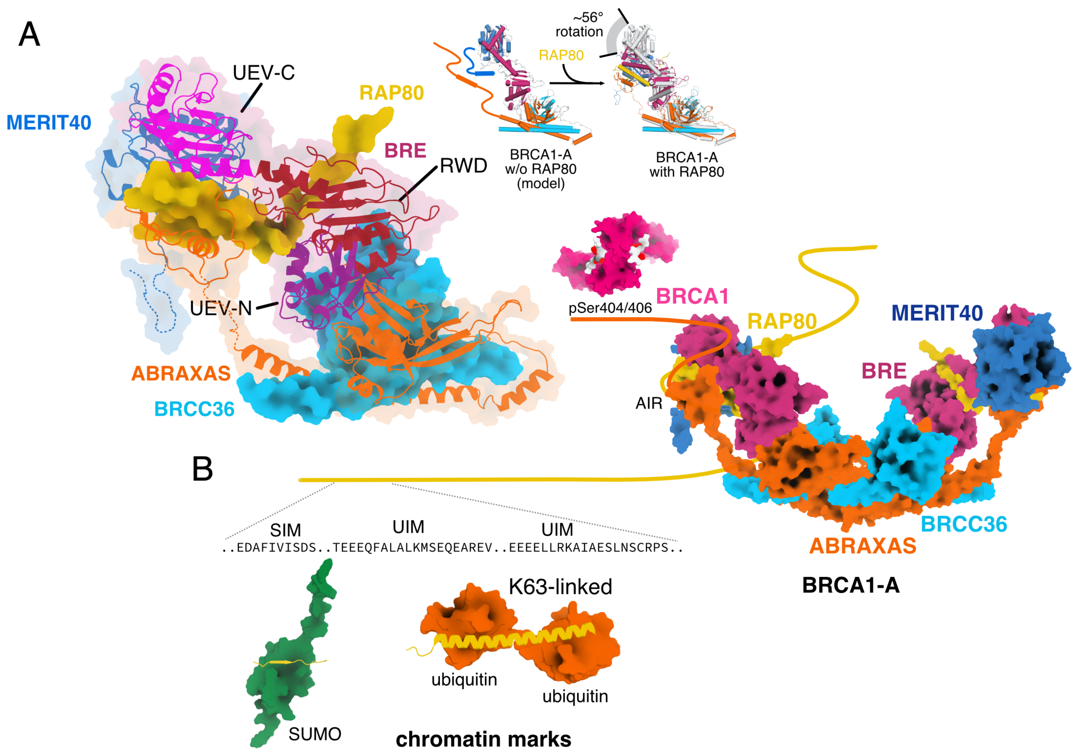 Biomolecules 10 01503 g002