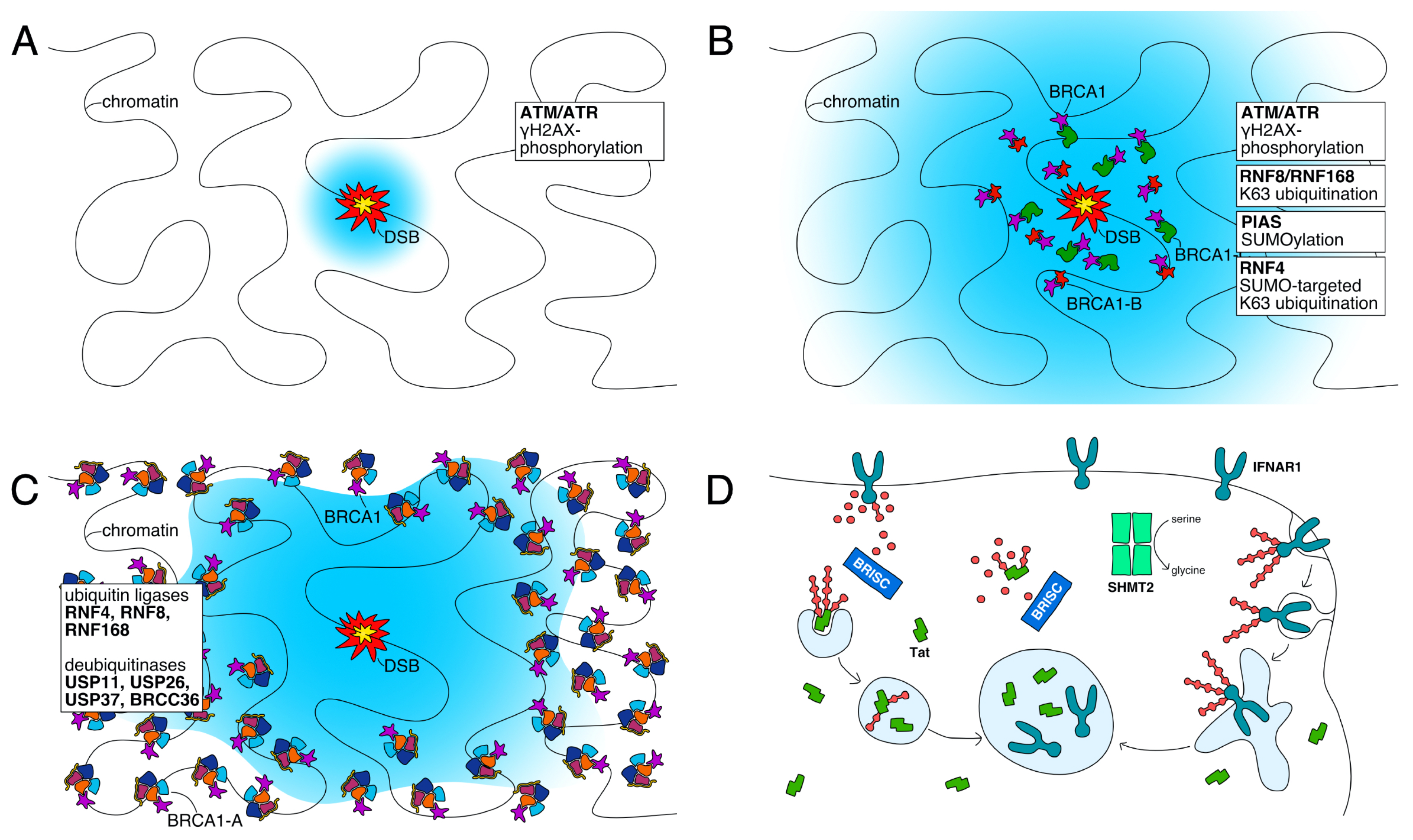 Biomolecules 10 01503 g003