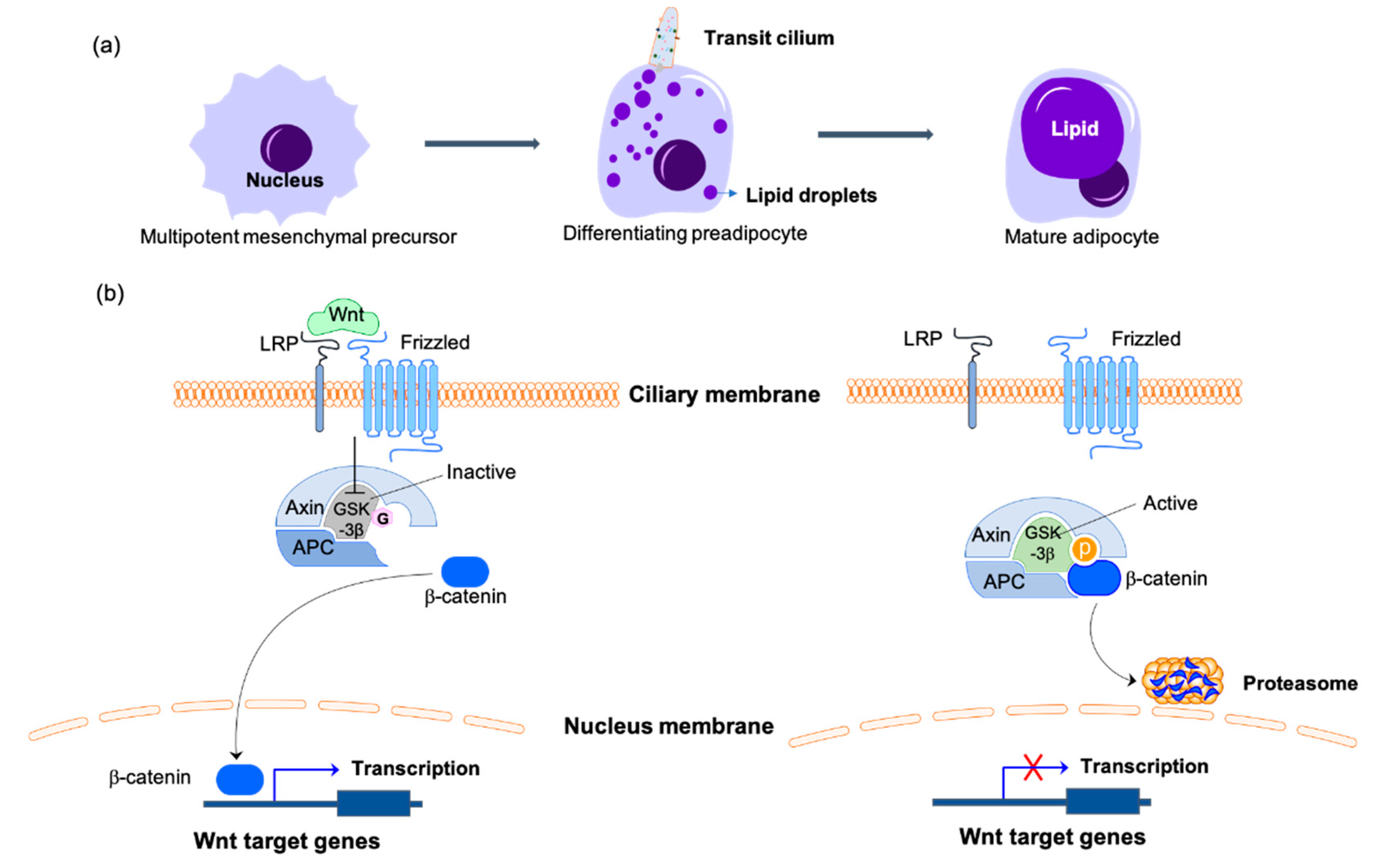 Biomolecules 10 01504 g002 Biomolecules 10 01504 g002