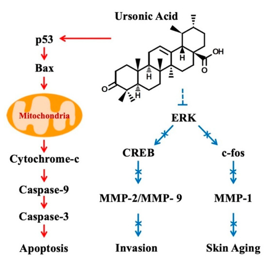 Therapeutic Potential of Ursonic Acid: Comparison with