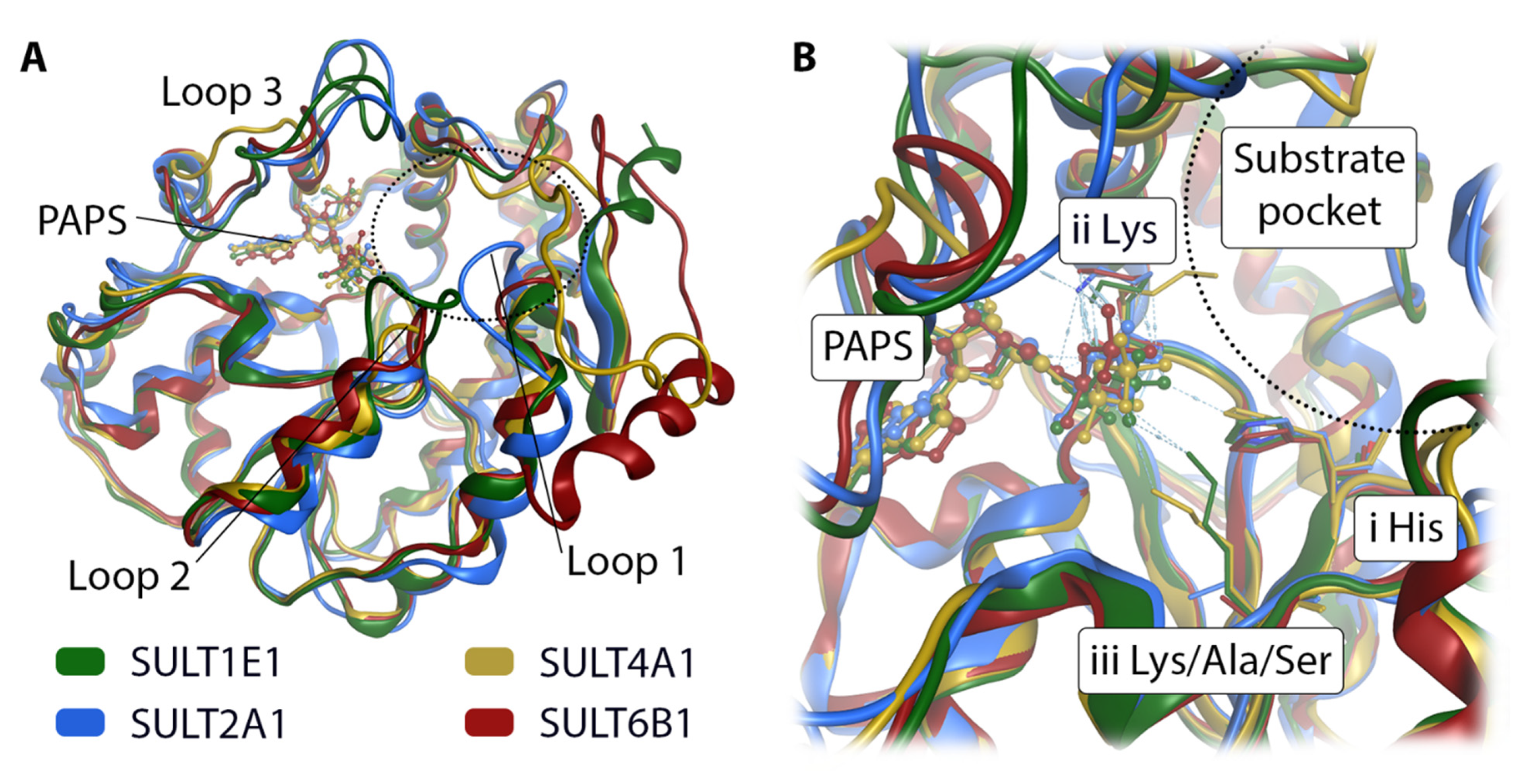 Biomolecules 10 01517 g007
