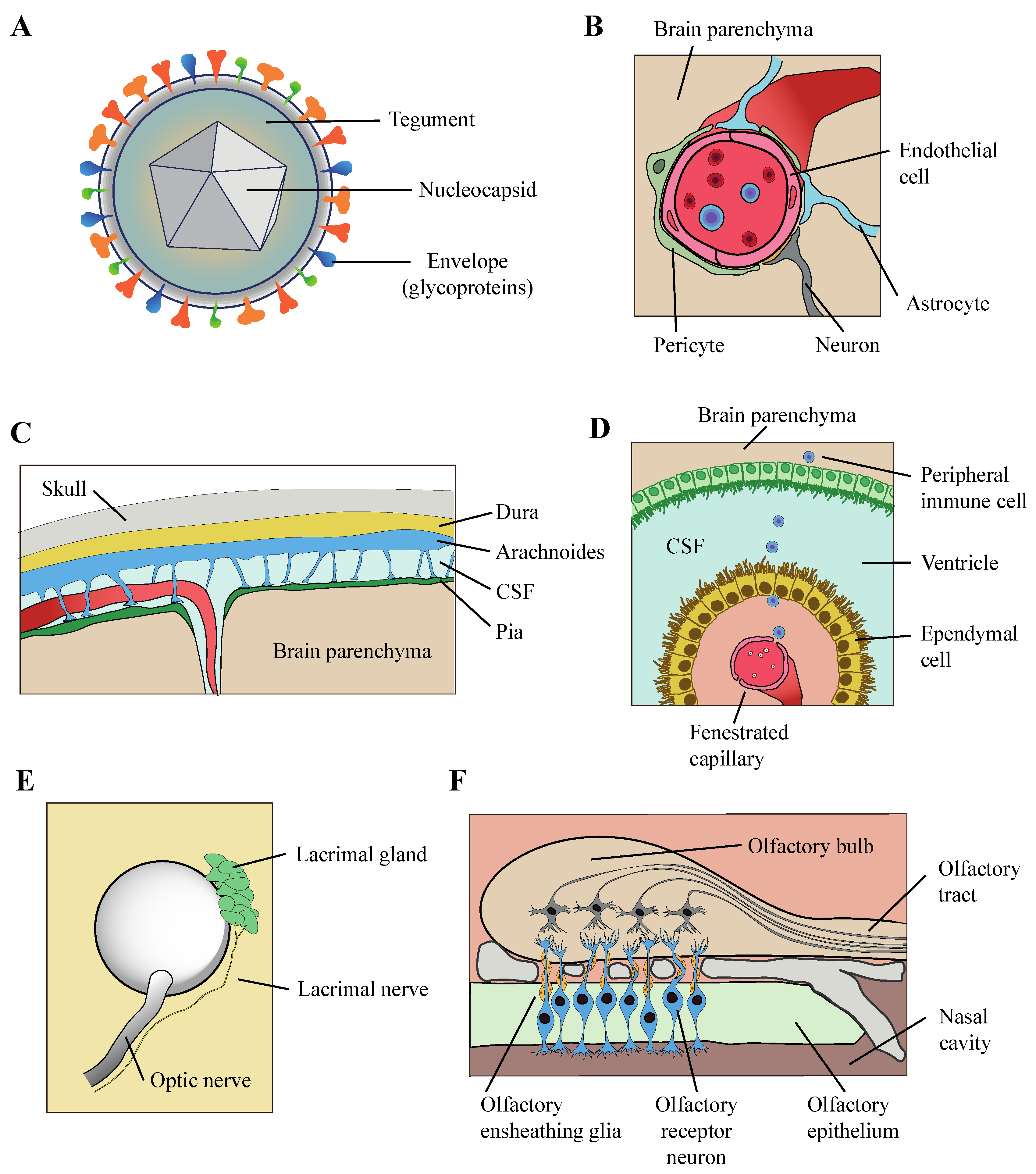 Biomolecules 10 01520 g003 Biomolecules 10 01520 g003