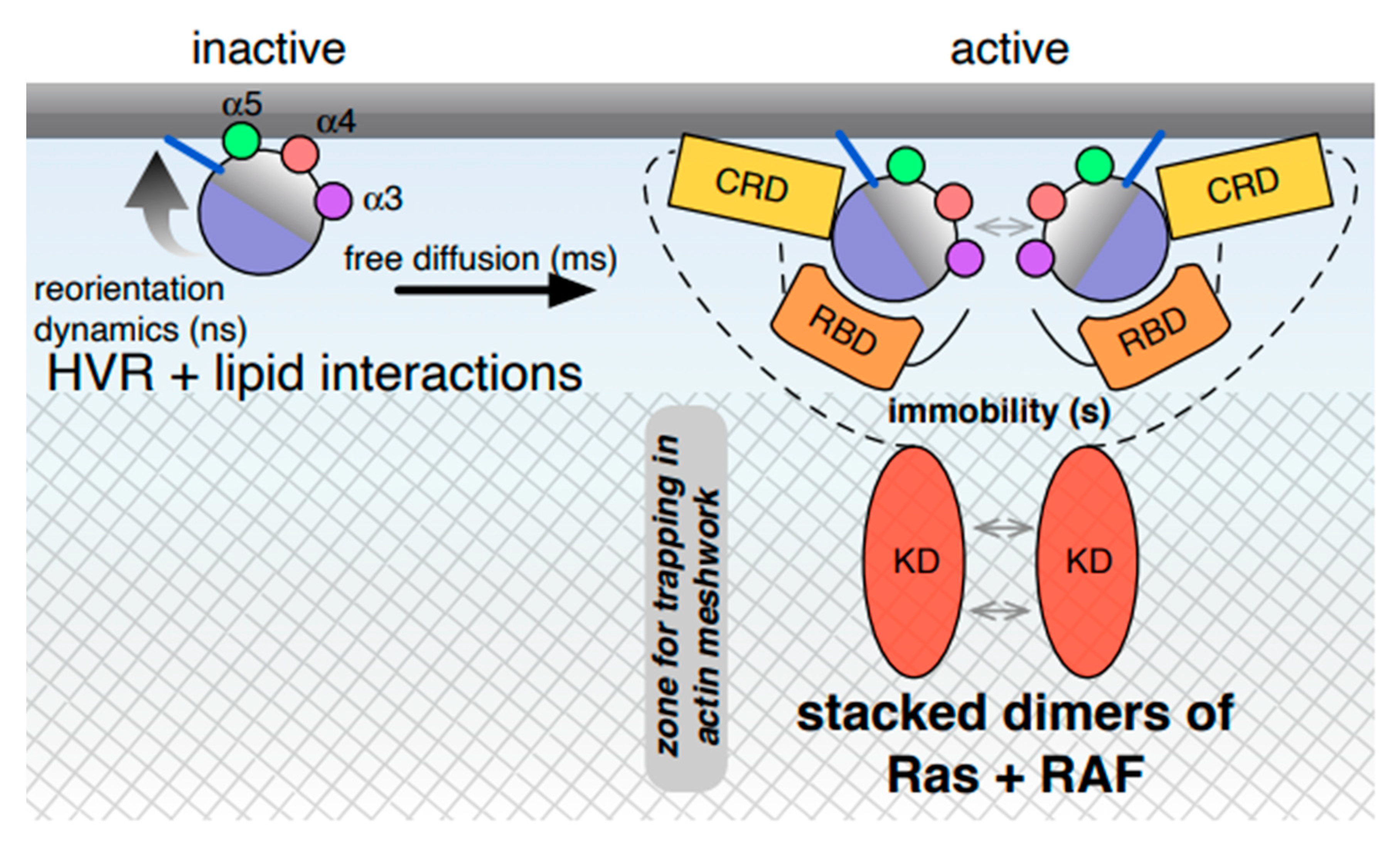 Biomolecules 10 01522 g002
