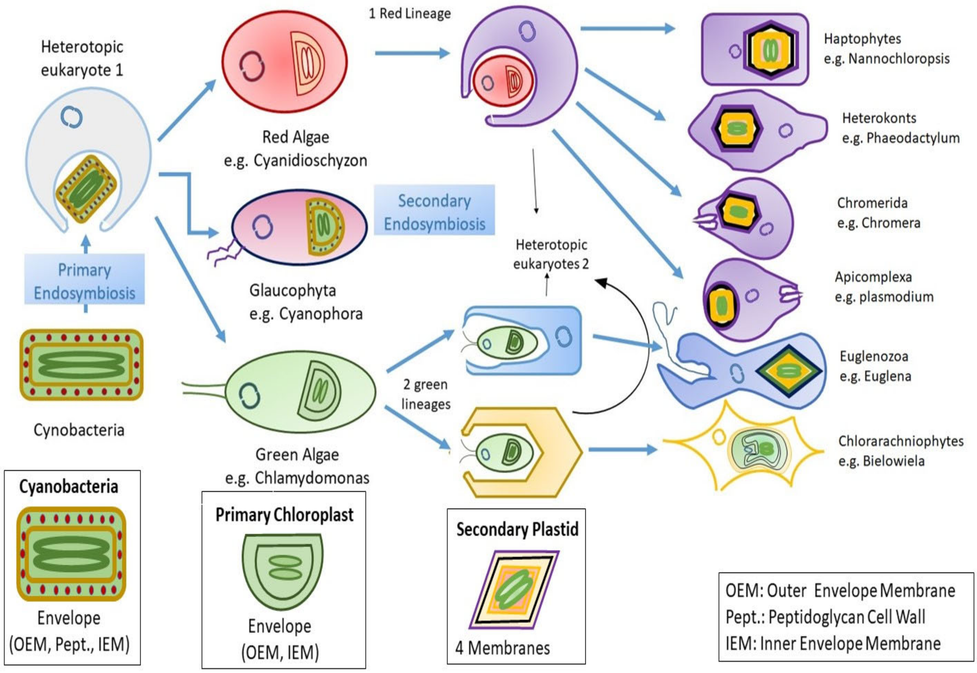 Biomolecules 10 01524 g001