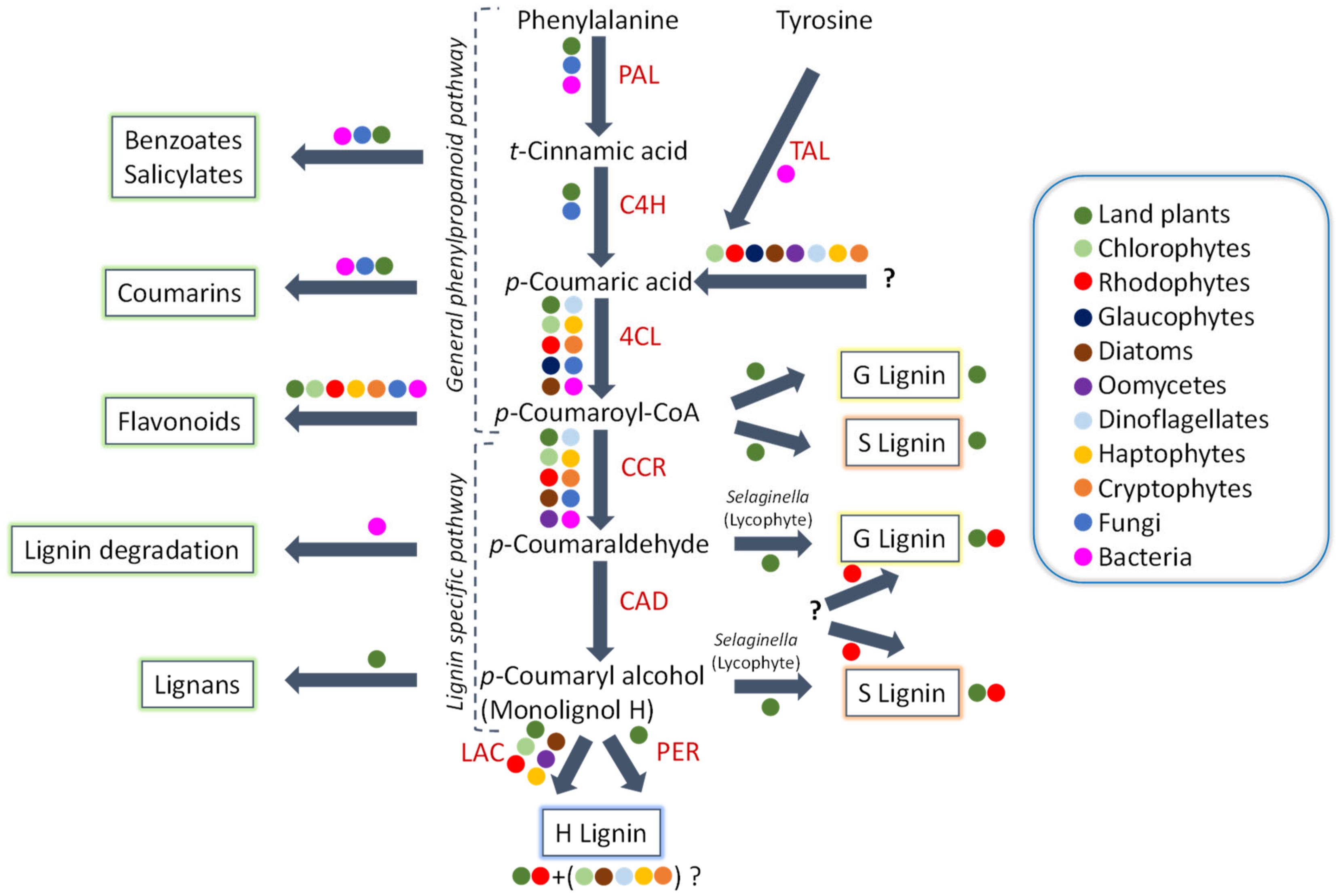 Biomolecules 10 01524 g002